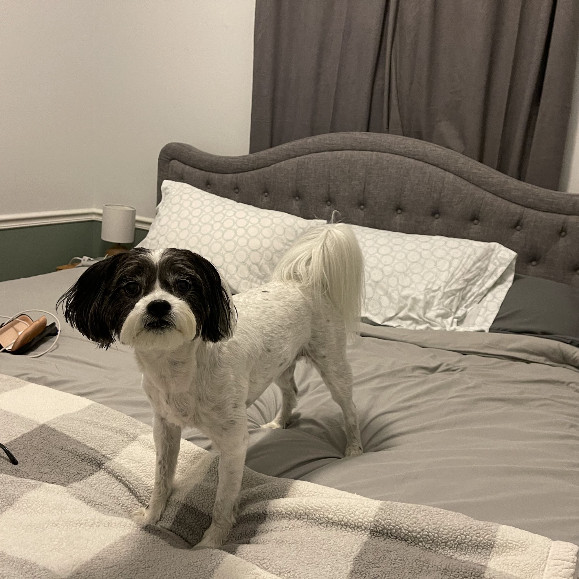 Paws and Claws Pet Sitting Saint Johns