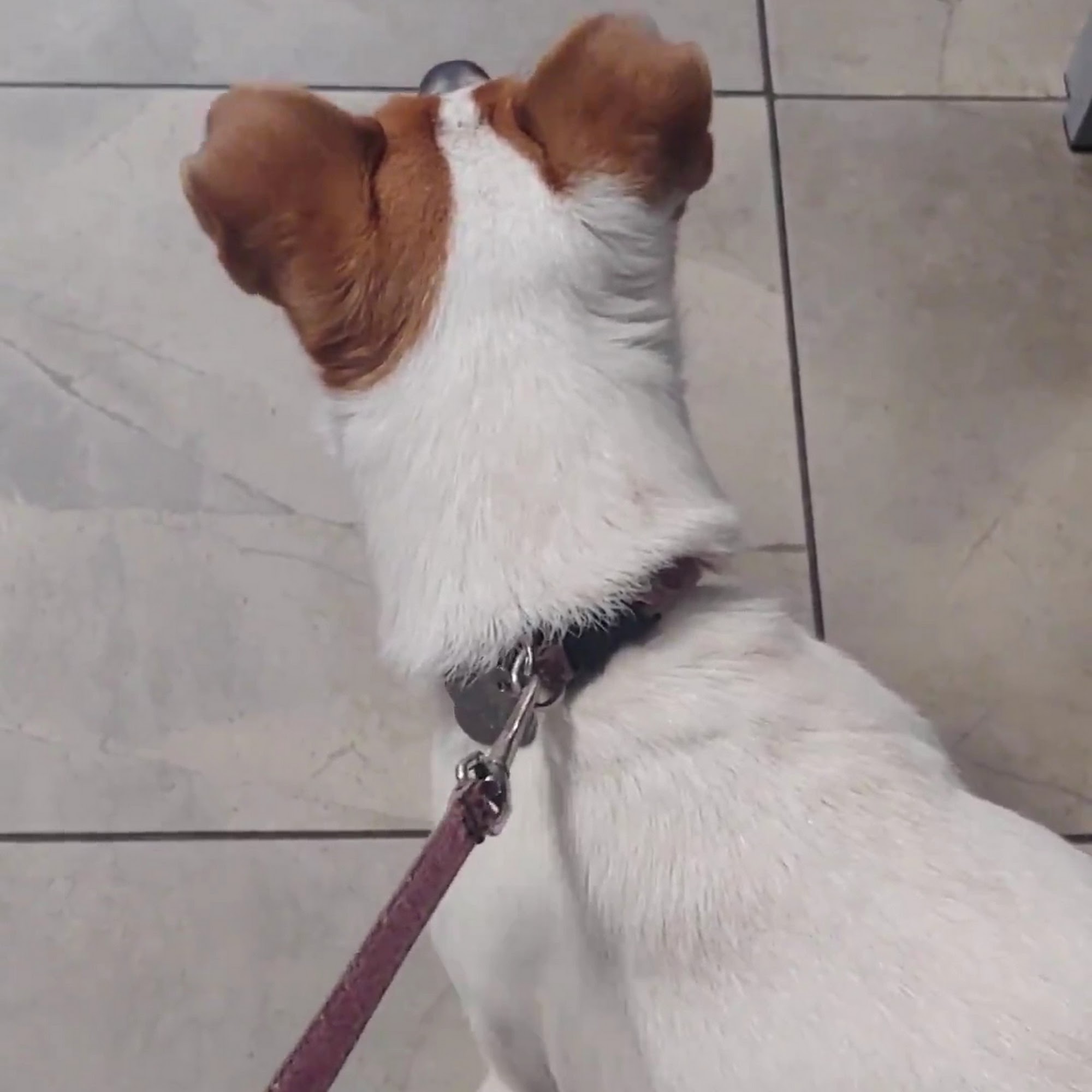 Tyrone Veterinary Hospital Saint Petersburg