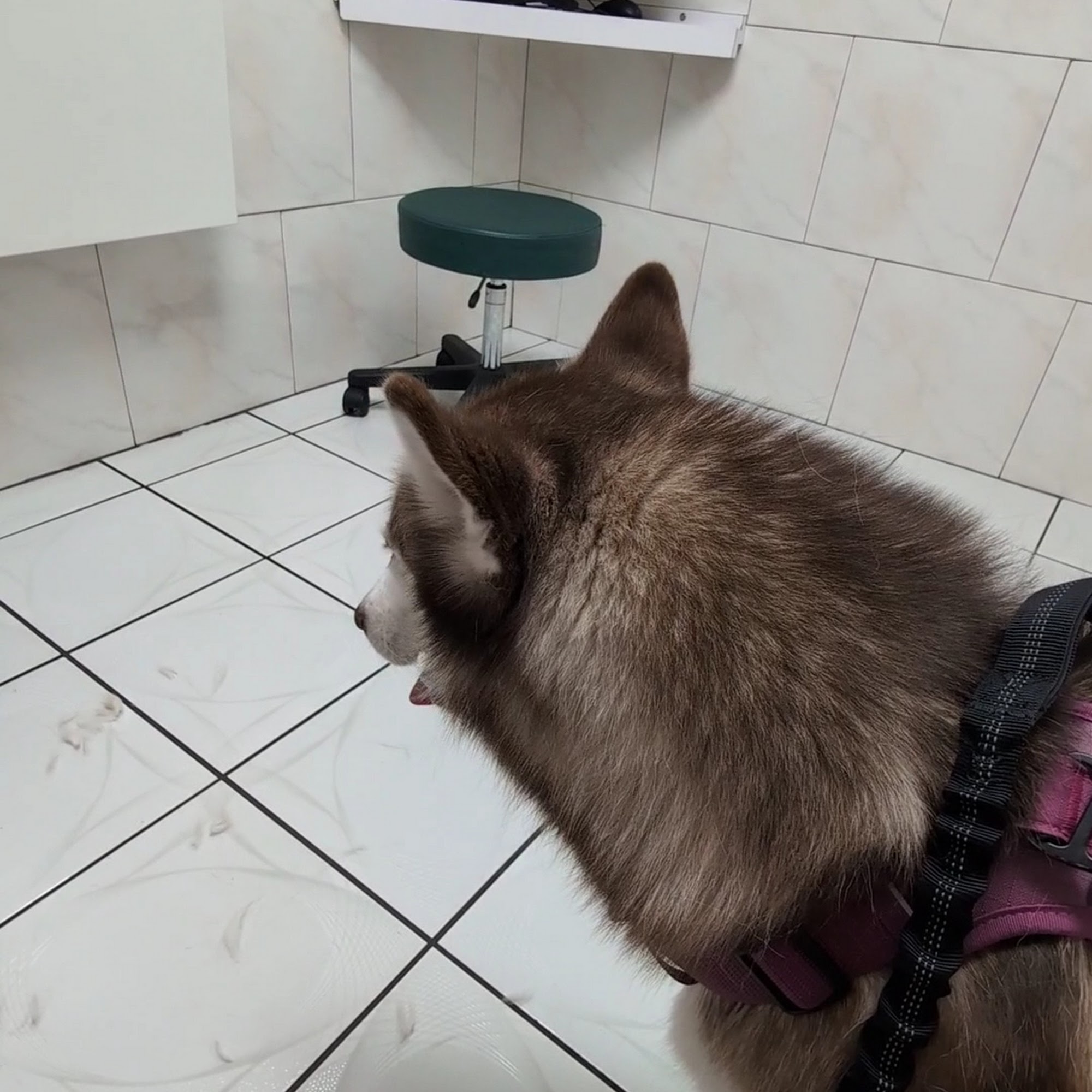 ParkView Animal Hospital Saint Petersburg