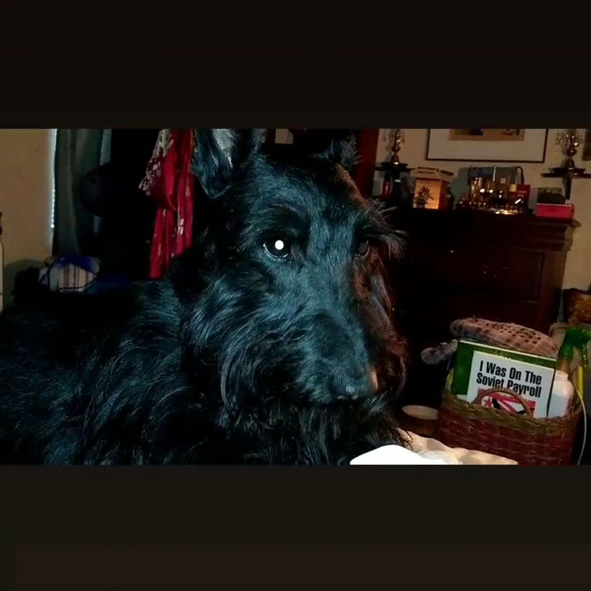 Animal Medical Hospital Saint Petersburg