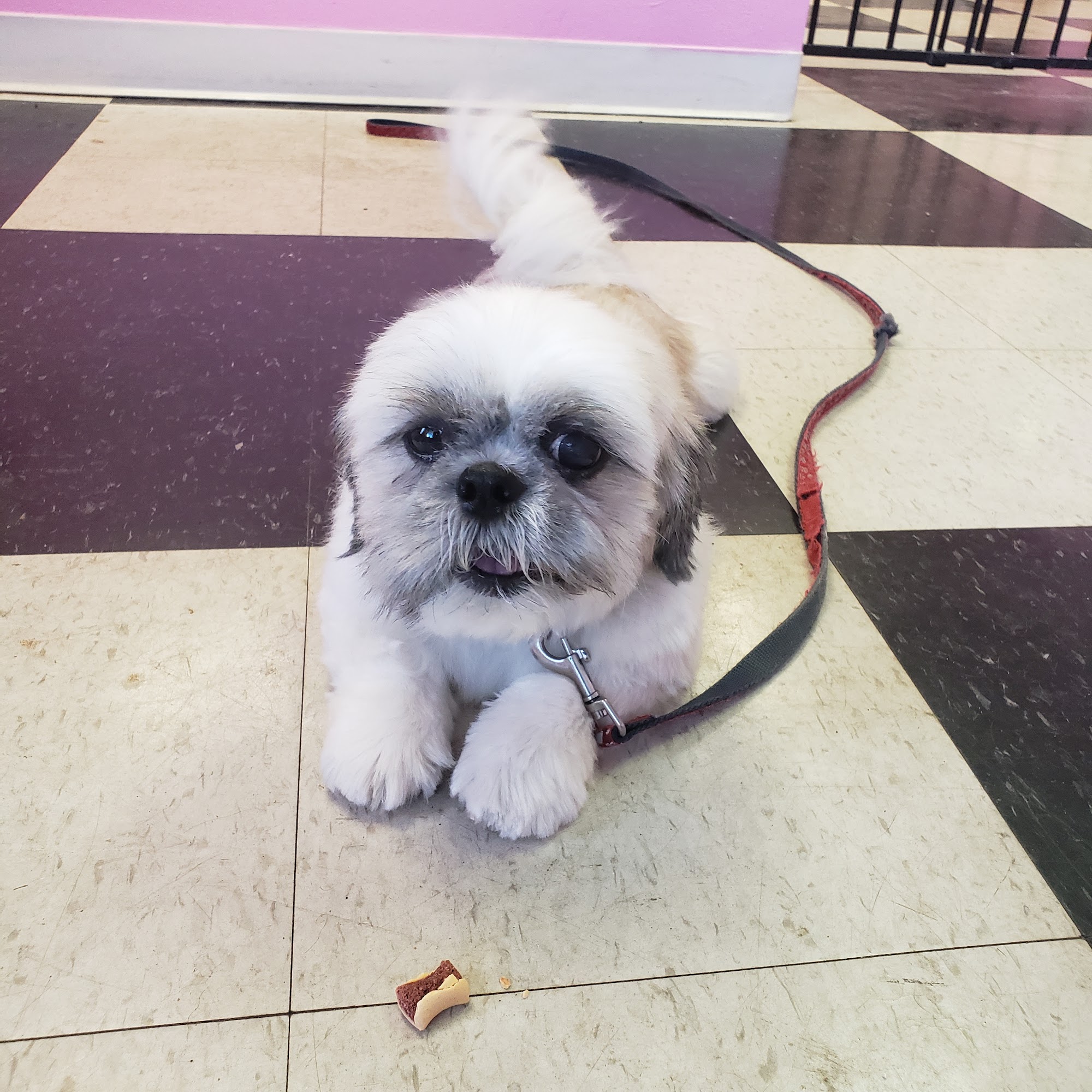 The Groomer'z 5125 Seminole Blvd, St. Petersburg Florida 33708