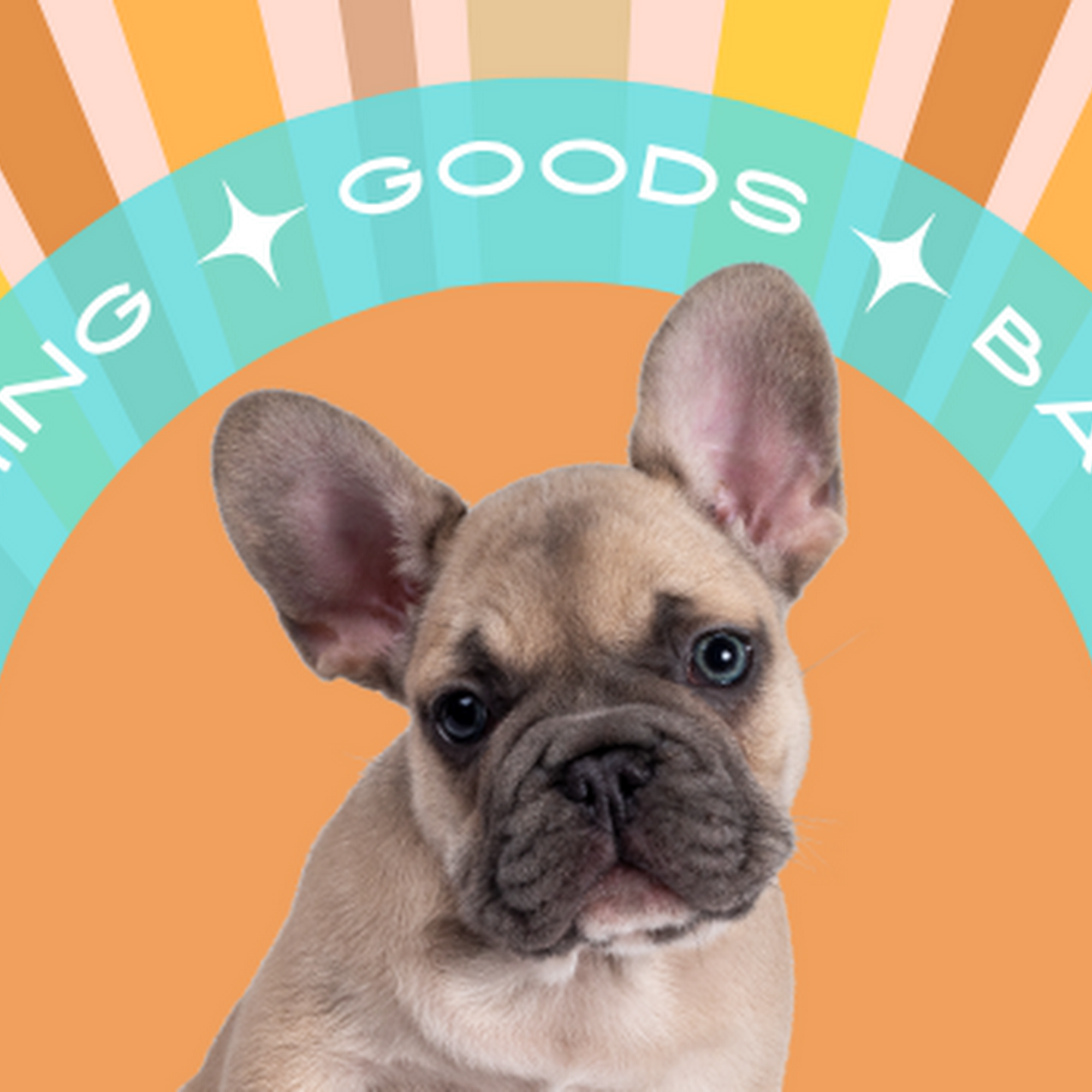 Sunshine City Pets 944 4th St N #500, St. Petersburg Florida 33701