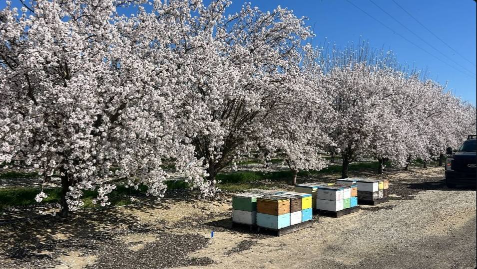 World Honey Market Sanderson