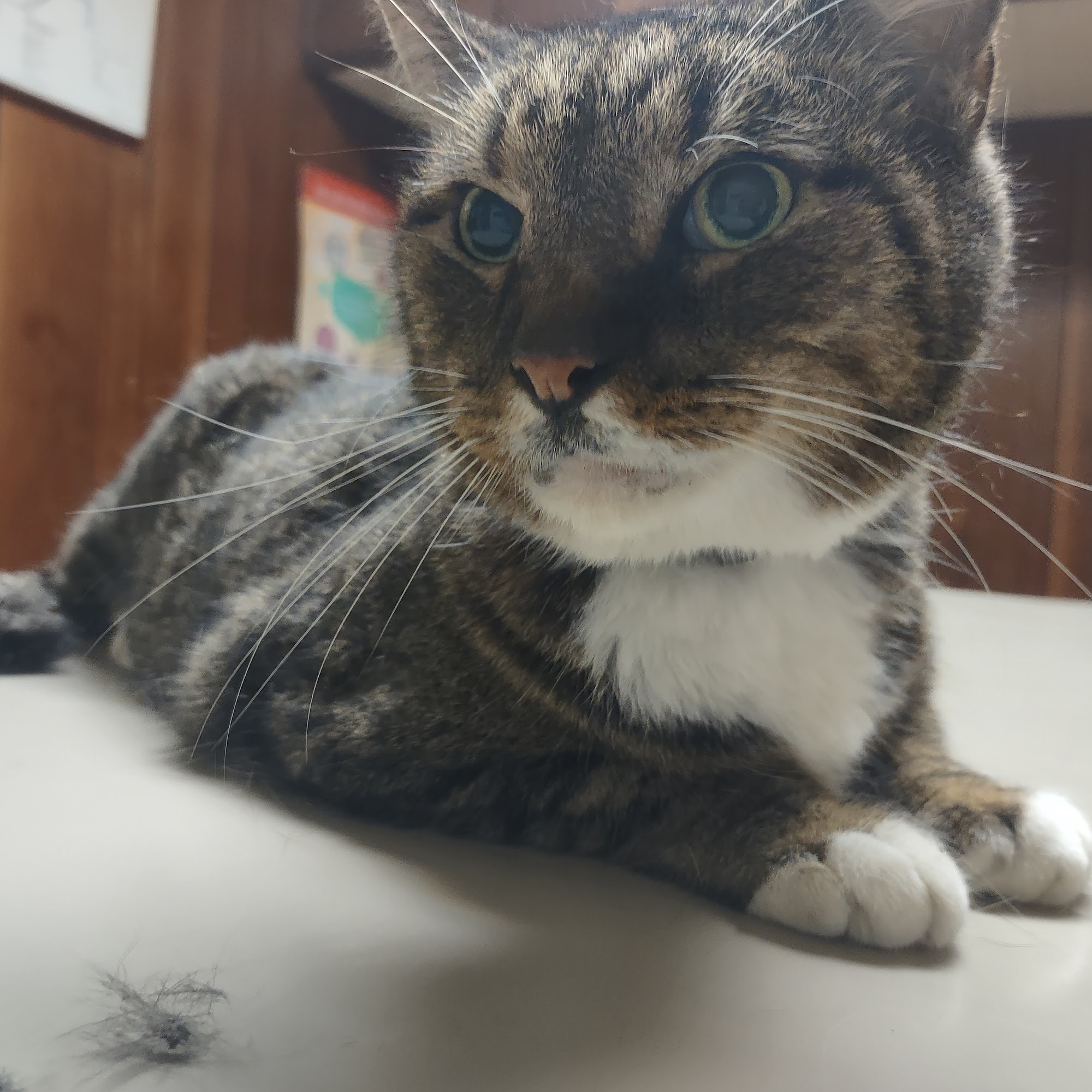 Sanford Veterinary Hospital Sanford