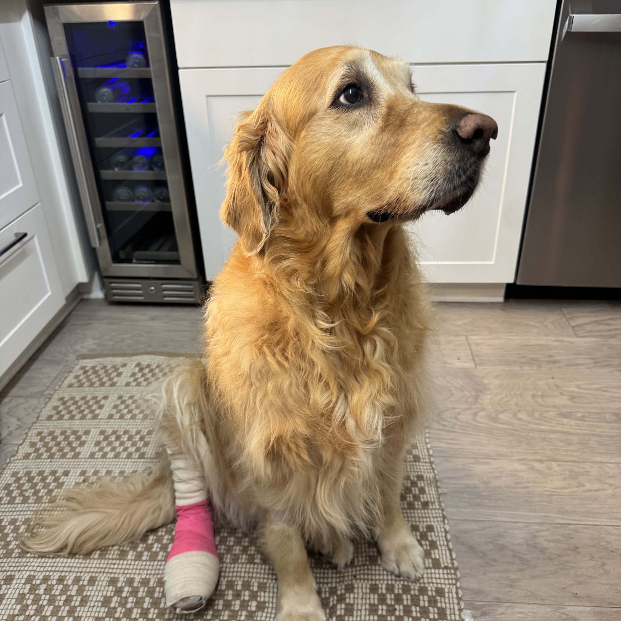 Companion Care Pet Hospital Sanford