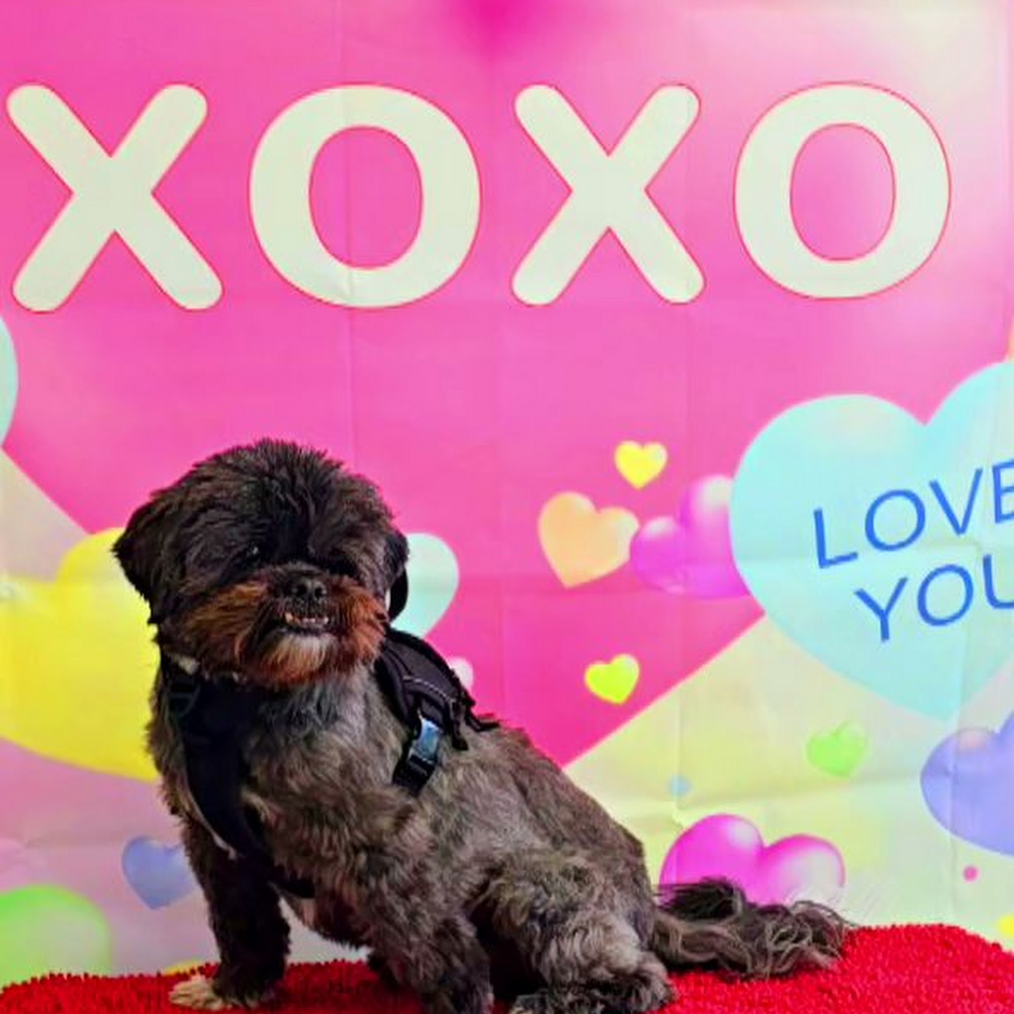 B.E.S.T. VETS Animal Hospital Sanford