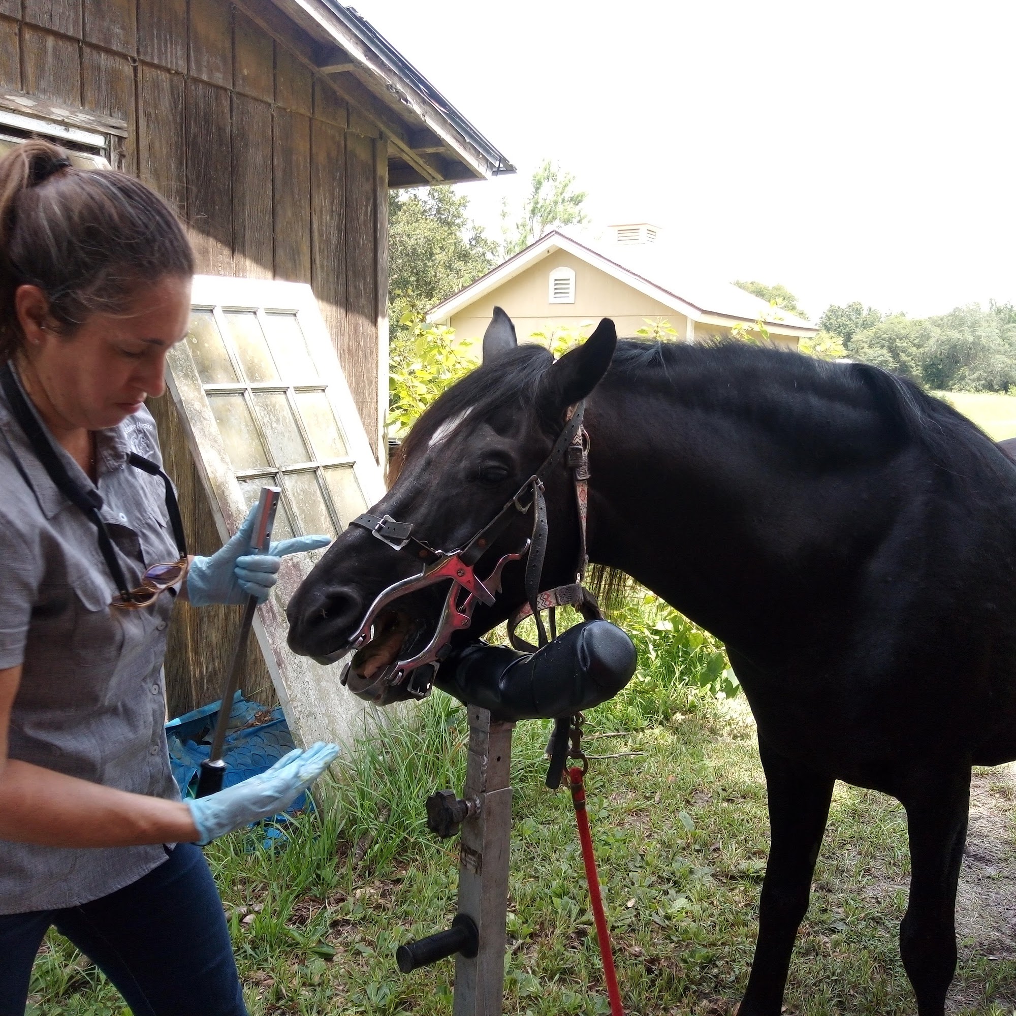 Central Florida Equine Sanford