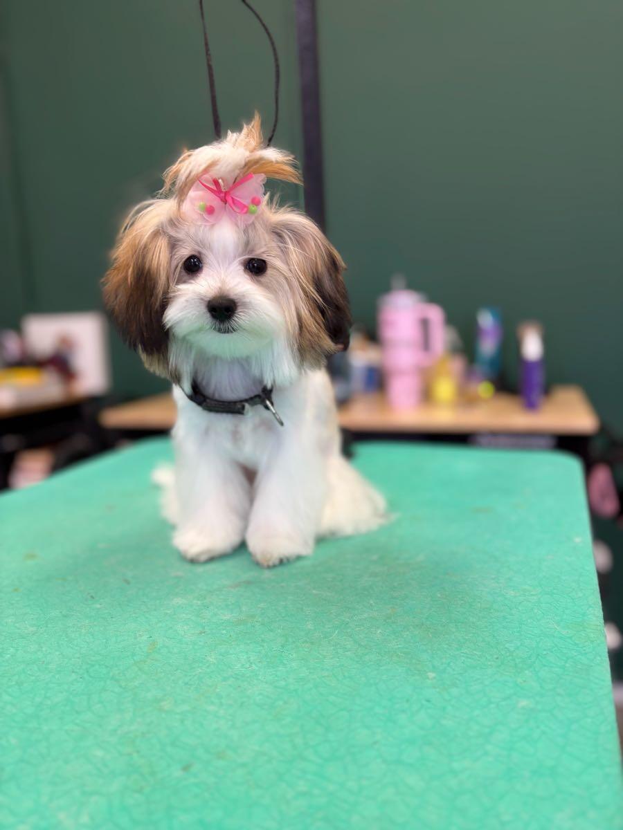 Pecas Grooming & Boarding Sanford