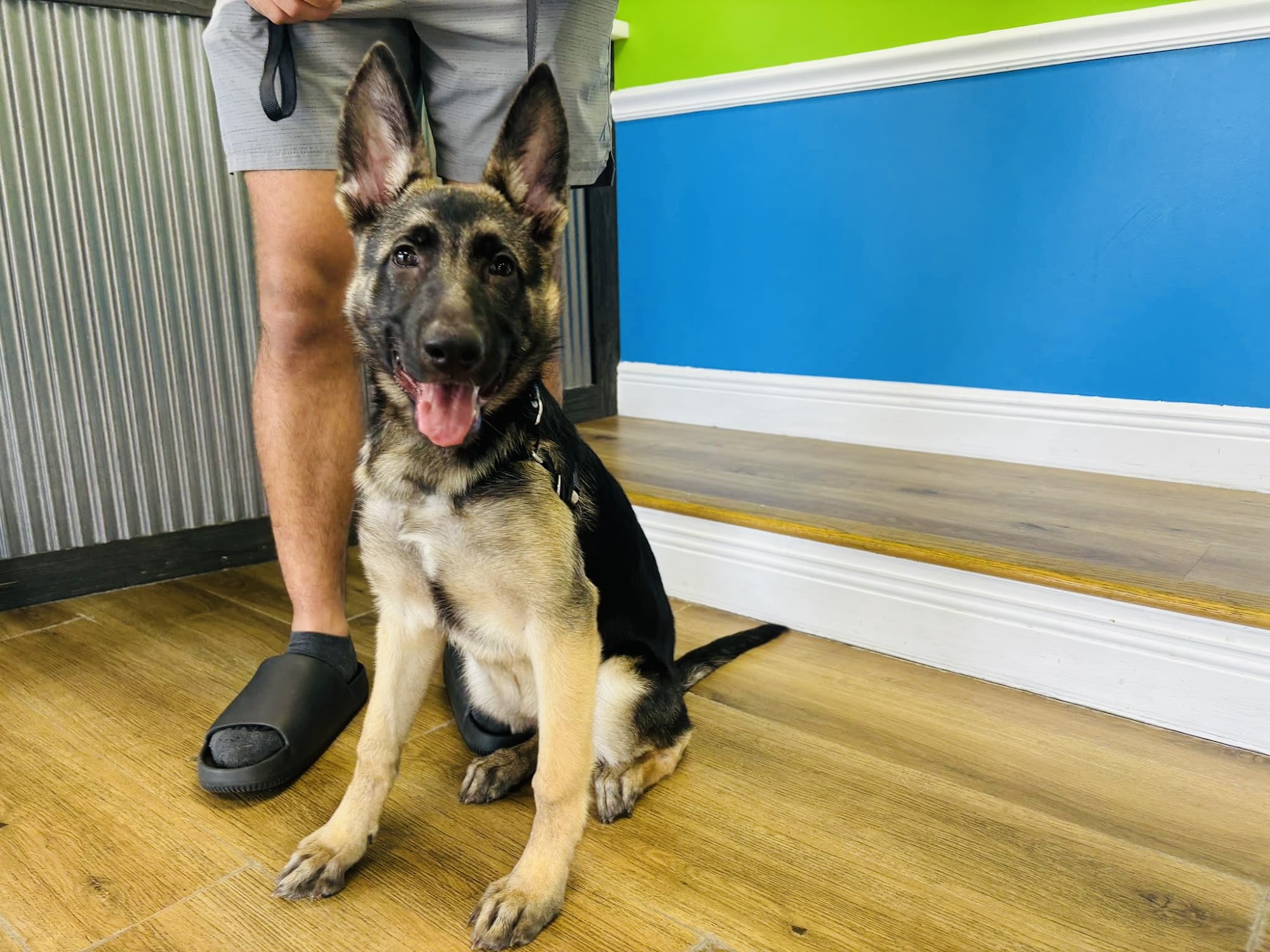 Hounds Town Sanford Sanford