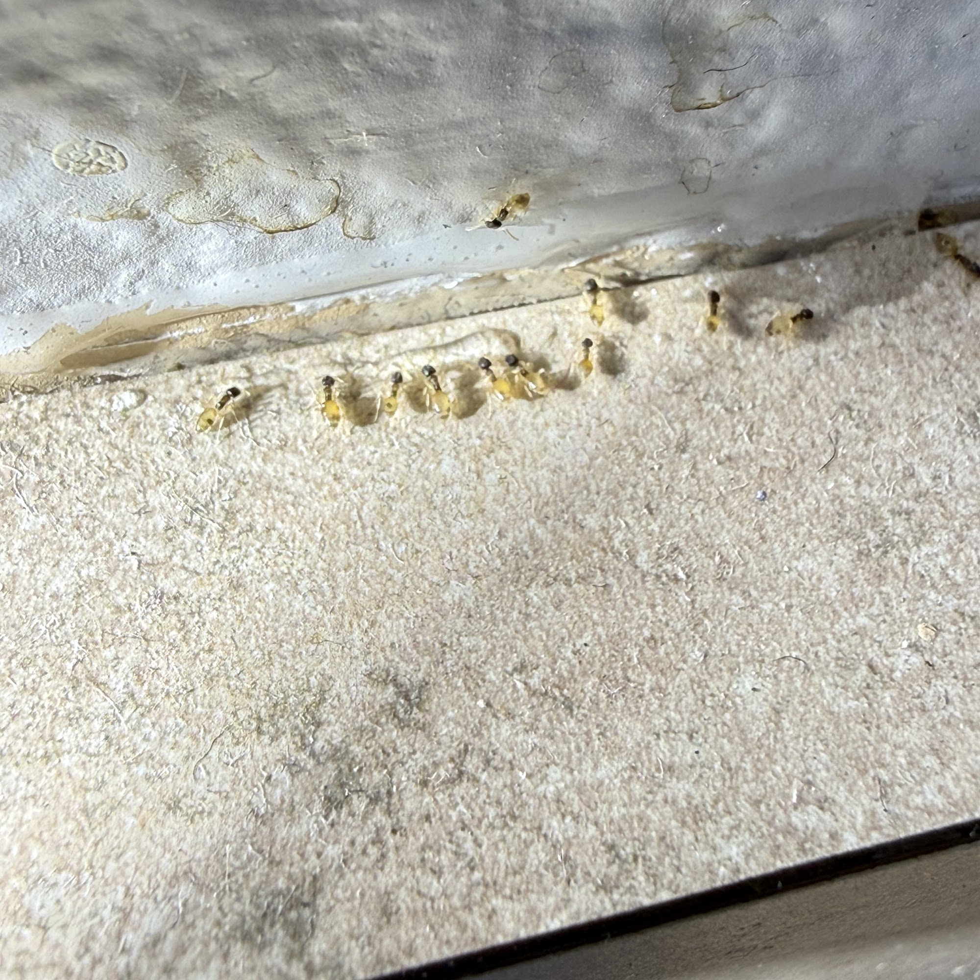 Bokey Services, Inc.