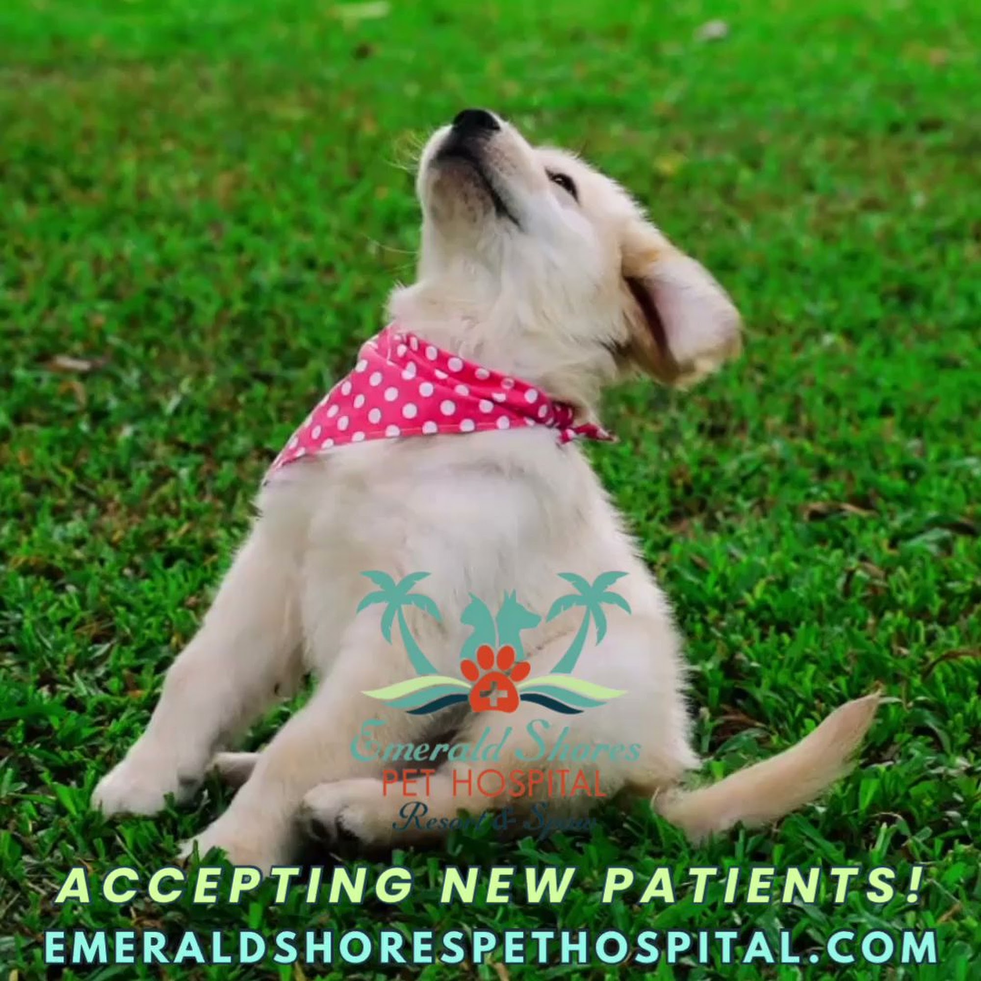 Emerald Shores Pet Hospital Resort And Spaw Santa Rosa Beach