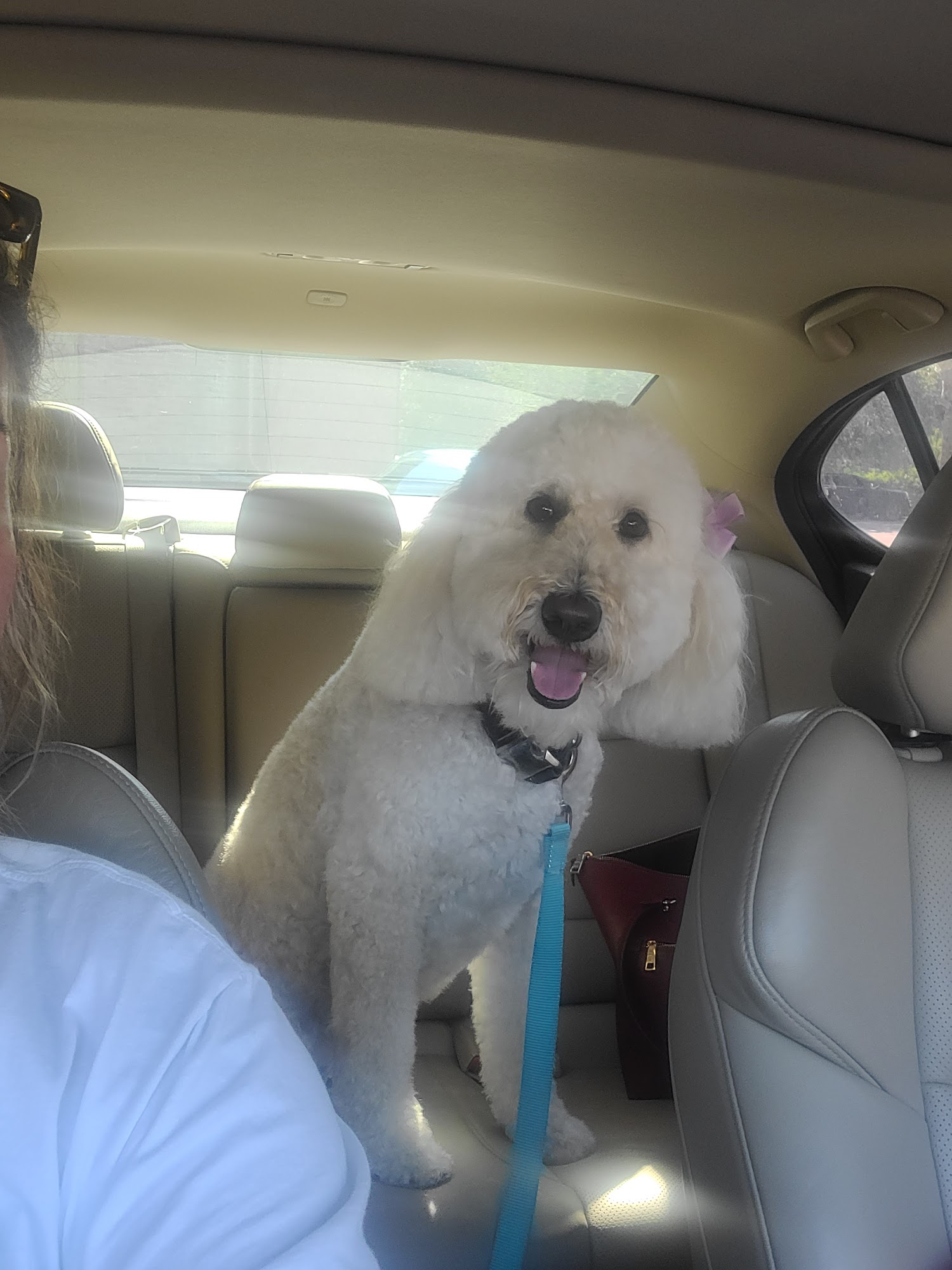 Posh Pups Grooming Salon Santa Rosa Beach