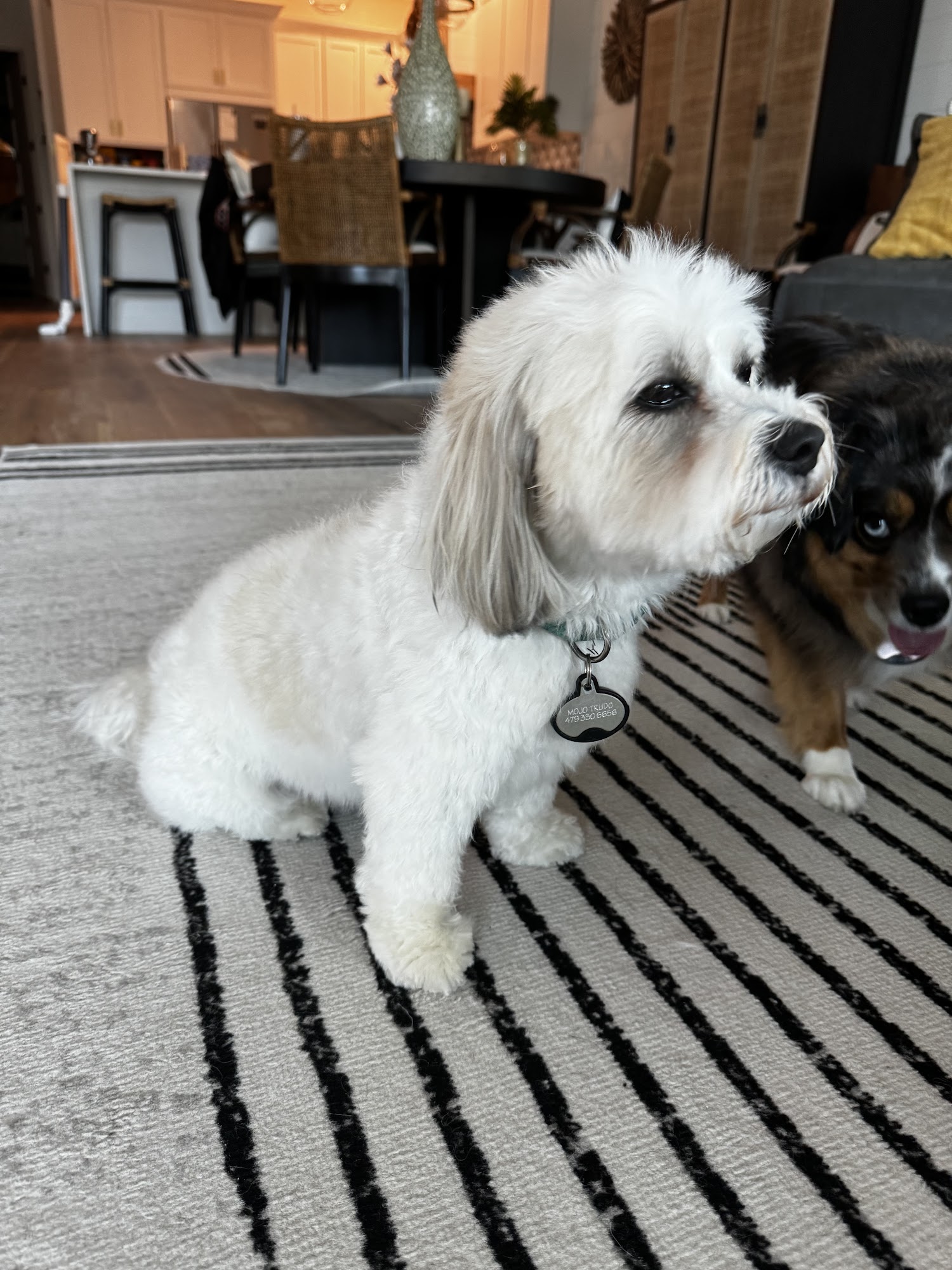 Yuppy Puppy Grooming Inc. Santa Rosa Beach