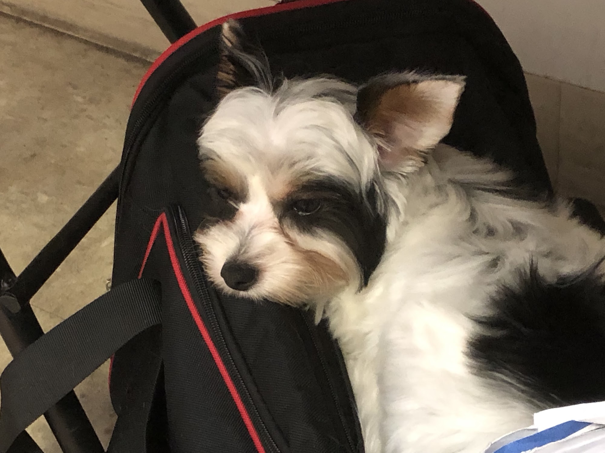 Dapper Dogs Santa Rosa Beach