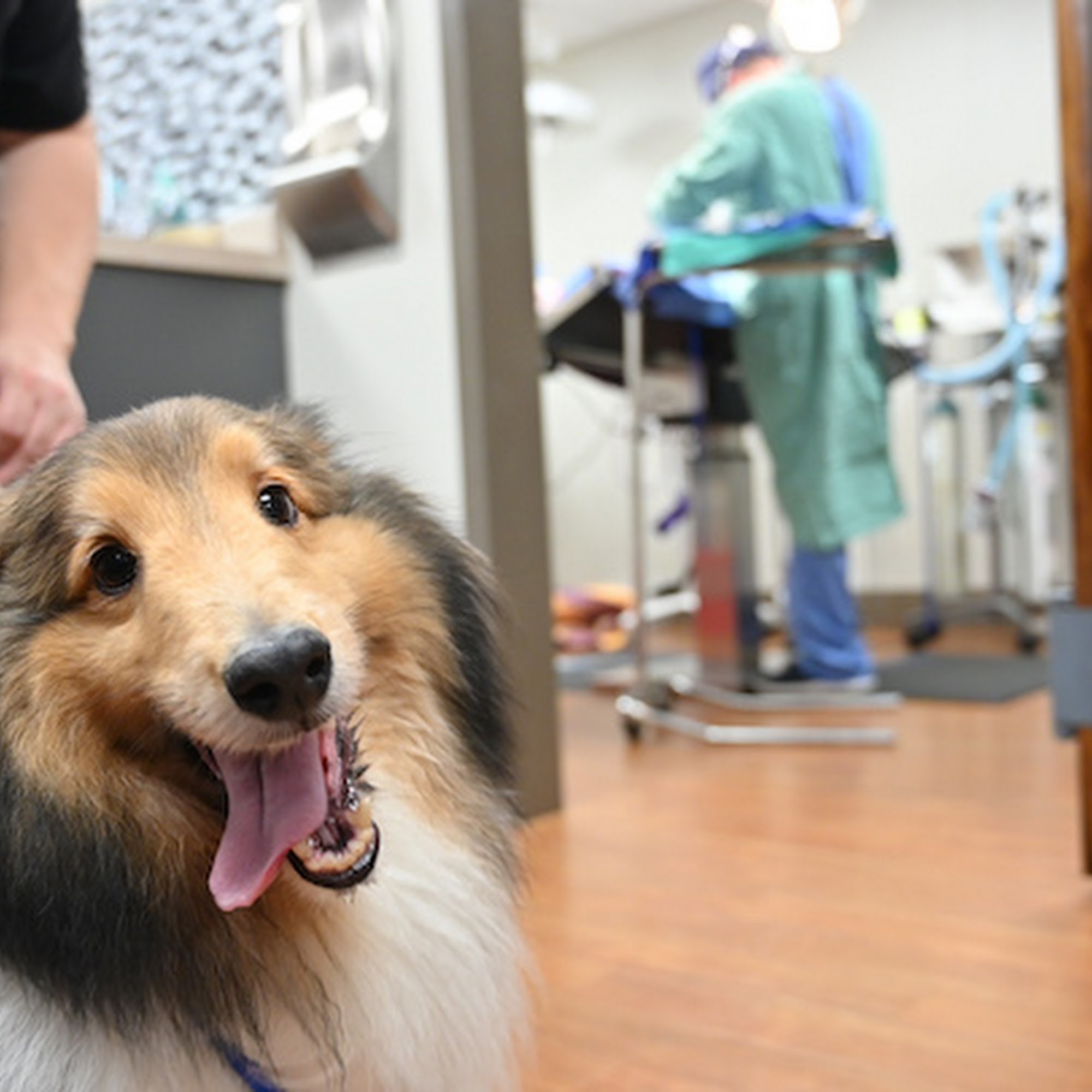 Forest Lakes Animal Clinic Sarasota