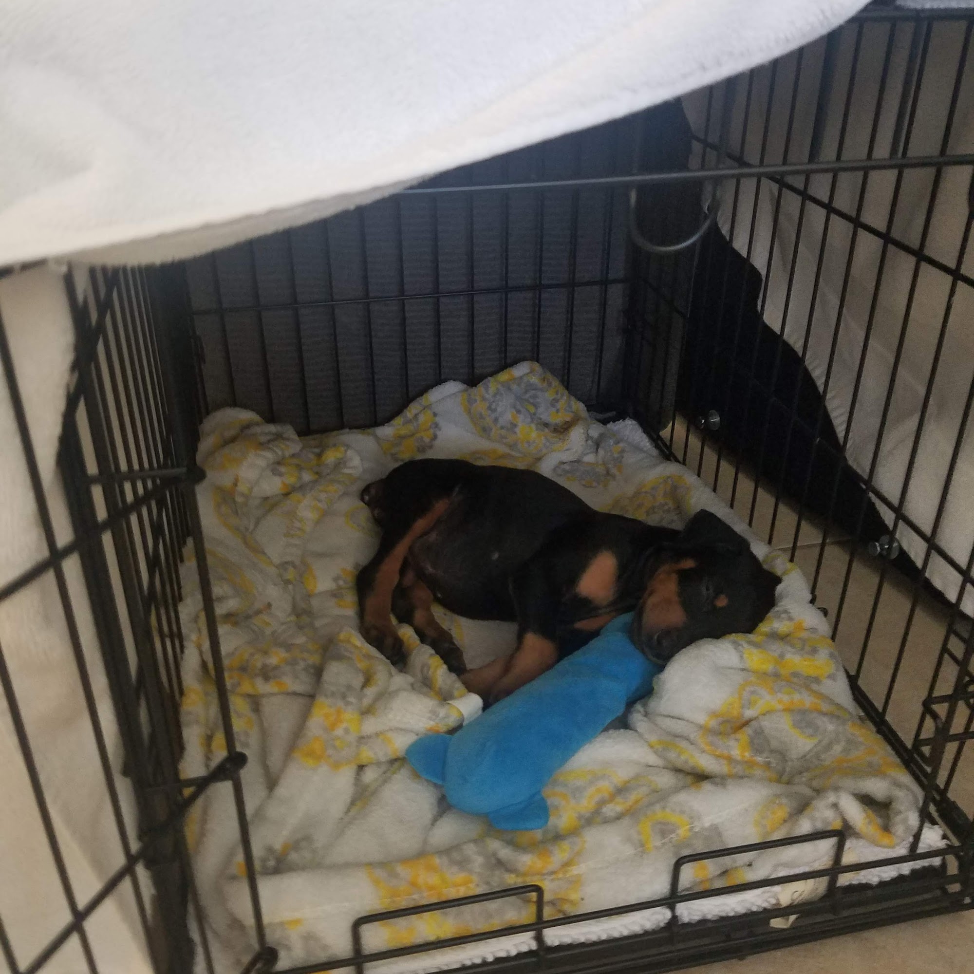 Fruitville Veterinary Clinic Sarasota