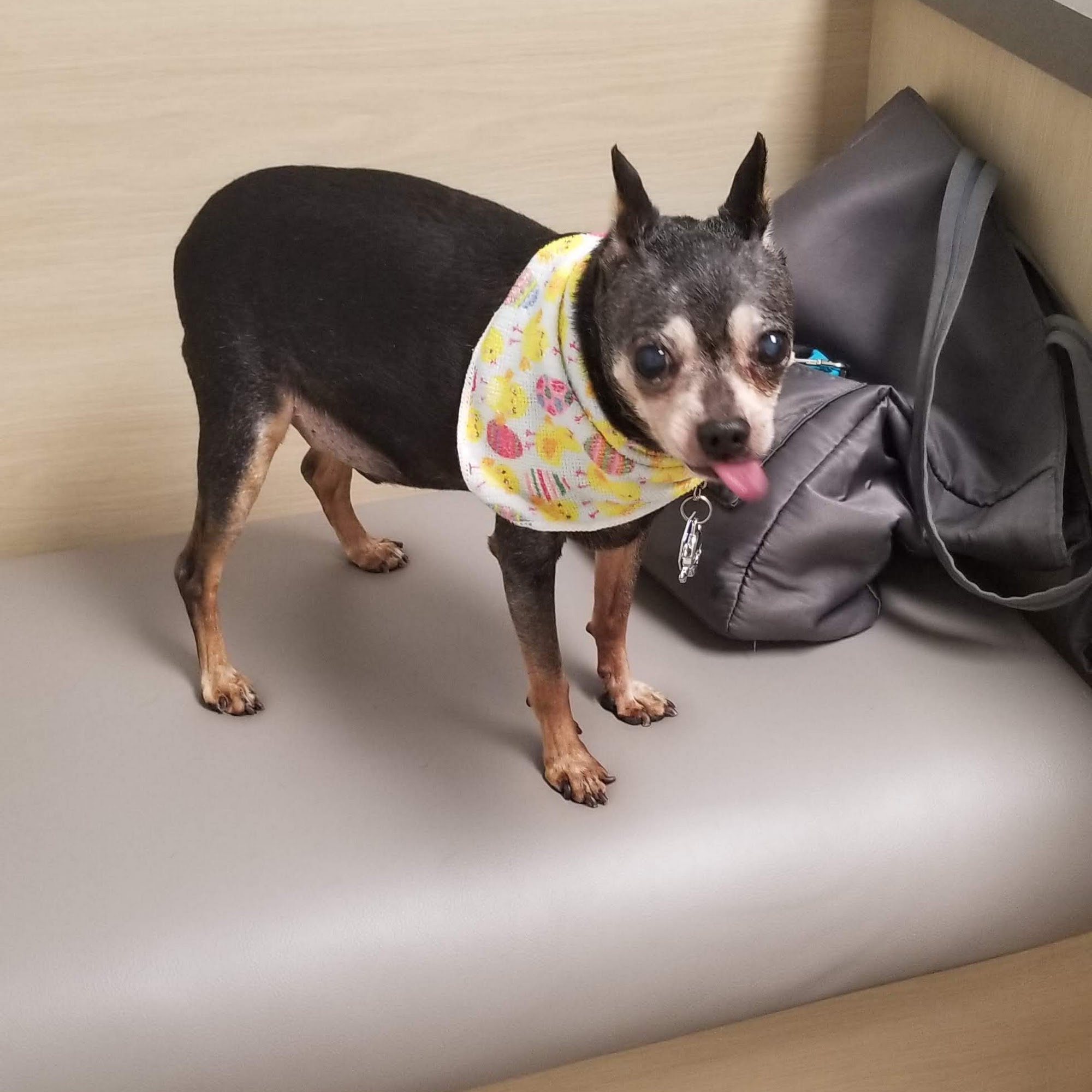 Clark Road Animal Clinic Sarasota