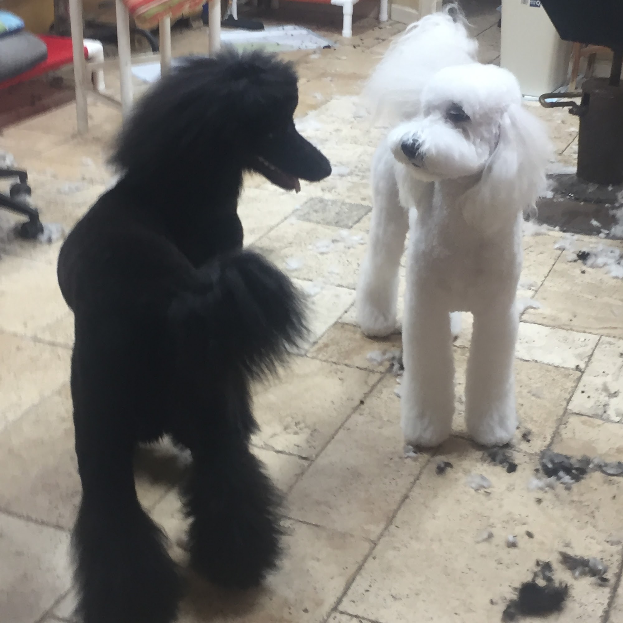 Metro Pet Salon Inc Sarasota