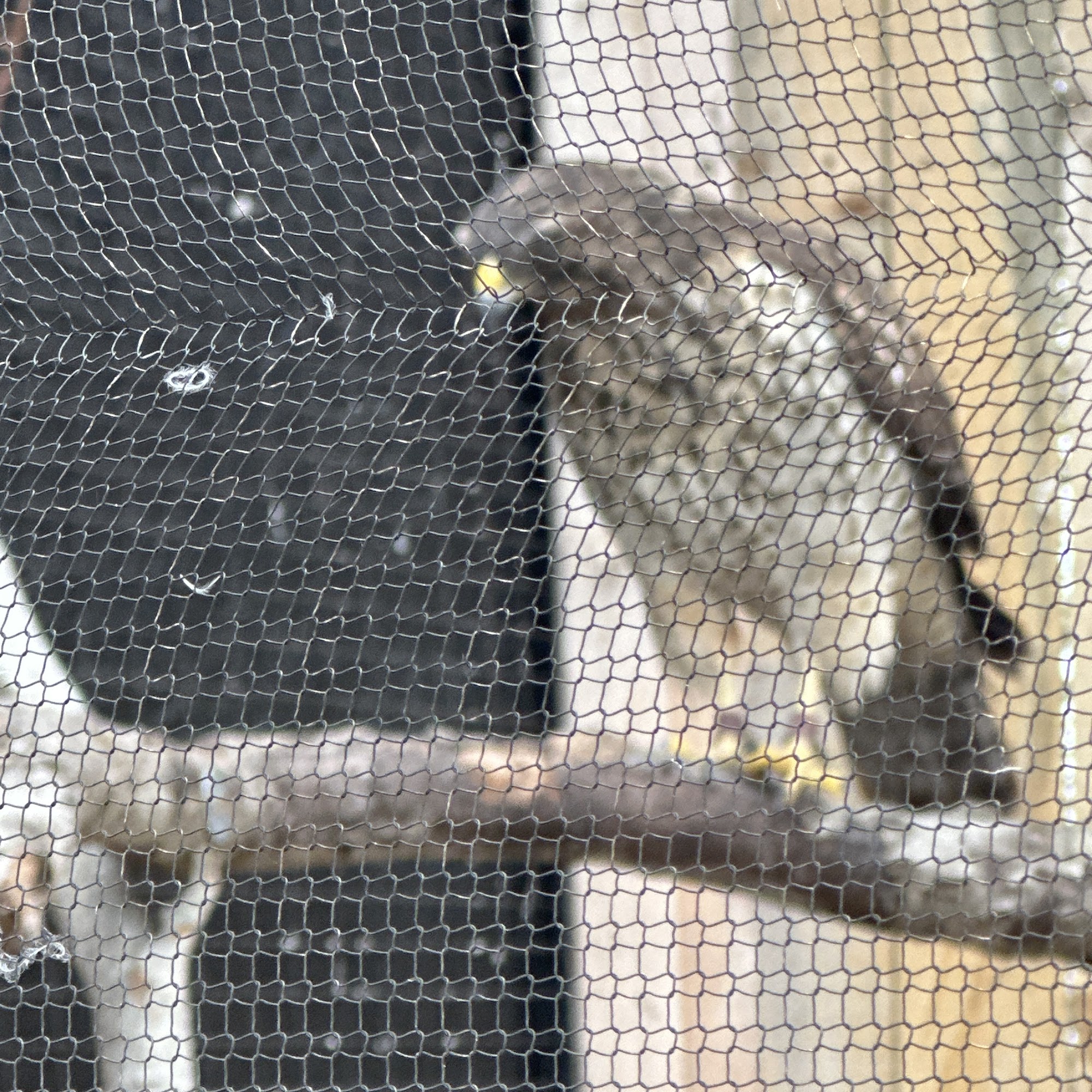 Save Our Seabirds Sarasota