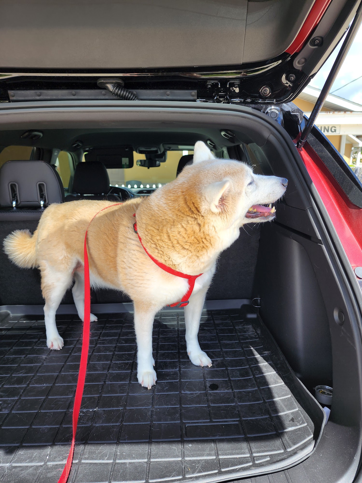 Huber Declan DVM Sarasota