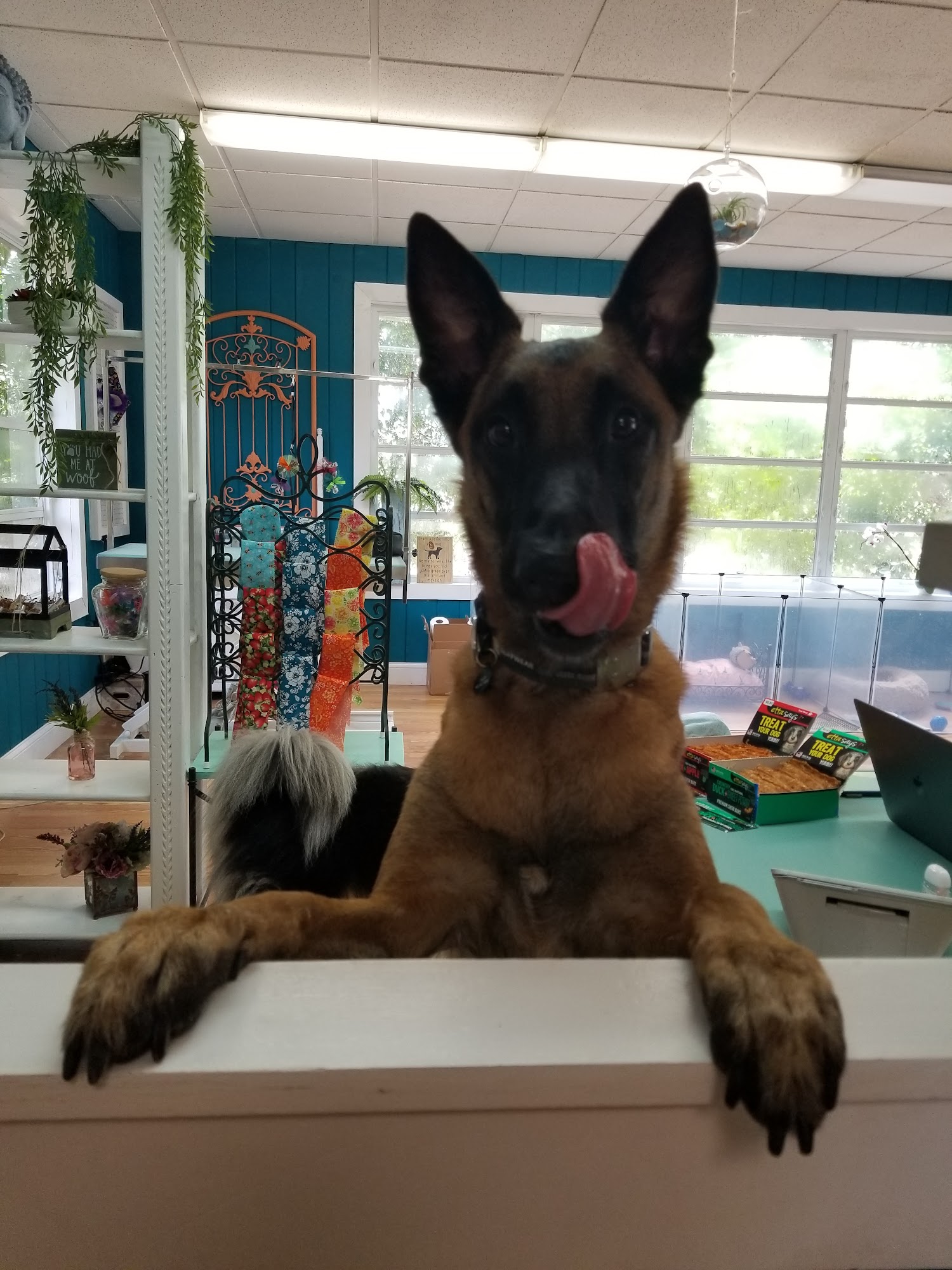 Doggo Den LLC Sarasota