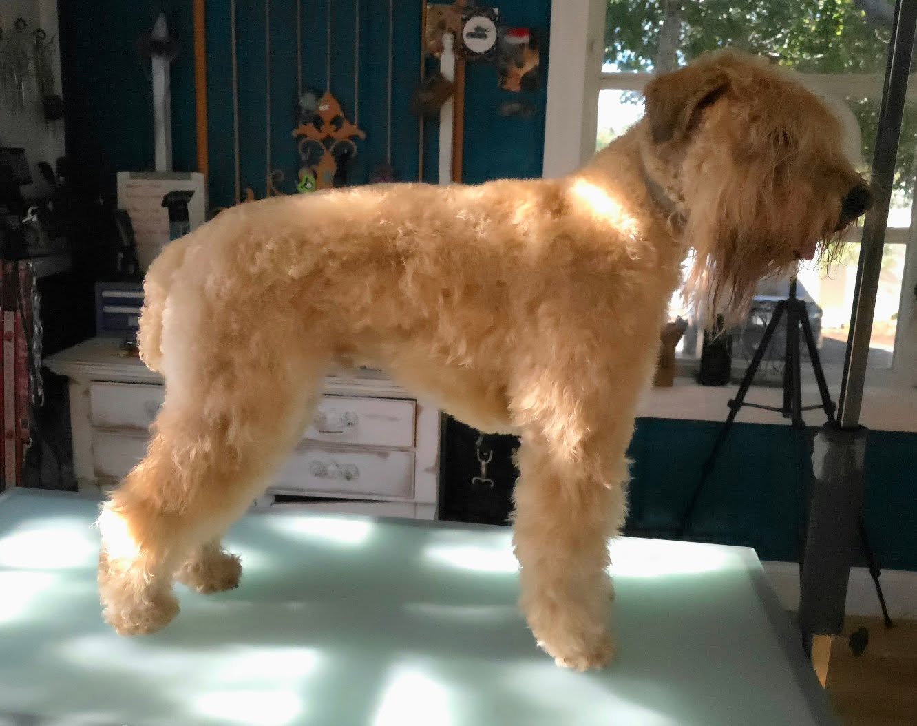 Doggo Den LLC Sarasota