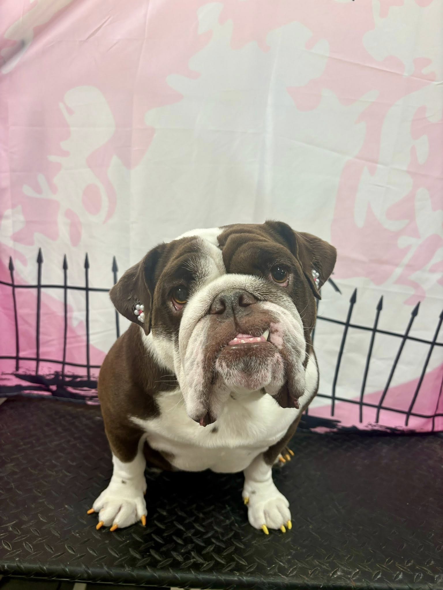 The Sarasota Dog Salon Sarasota