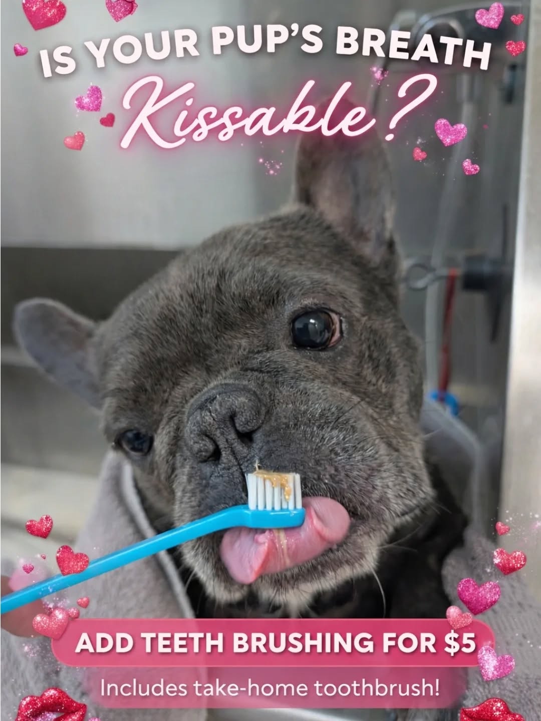 Lavish Dog Spa Sarasota