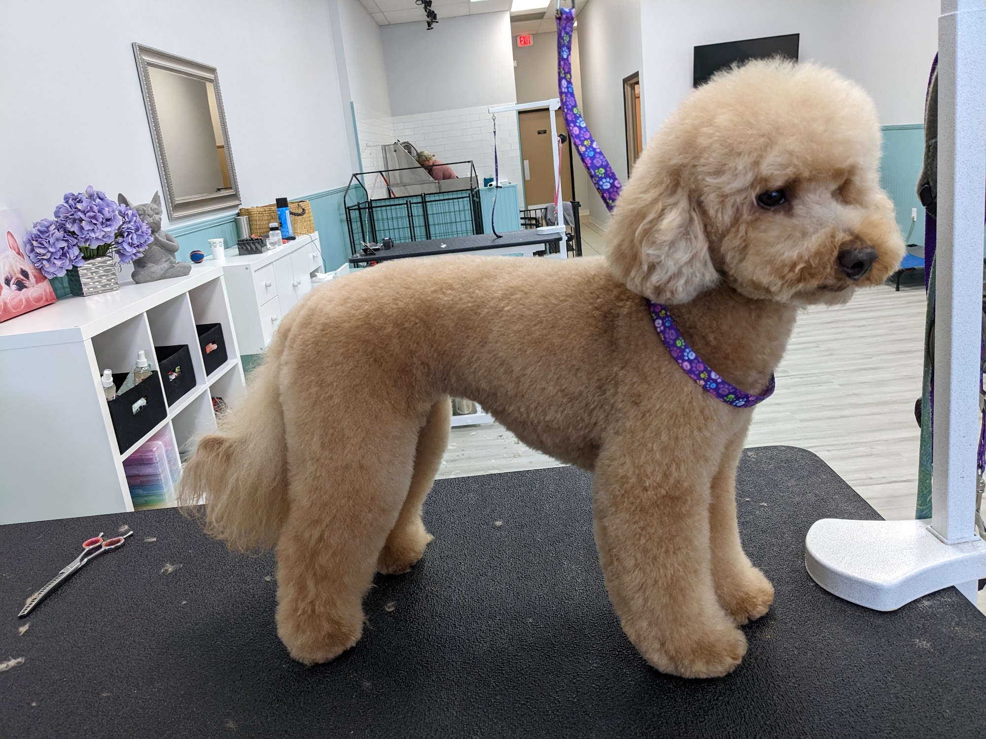 Lavish Dog Spa Sarasota