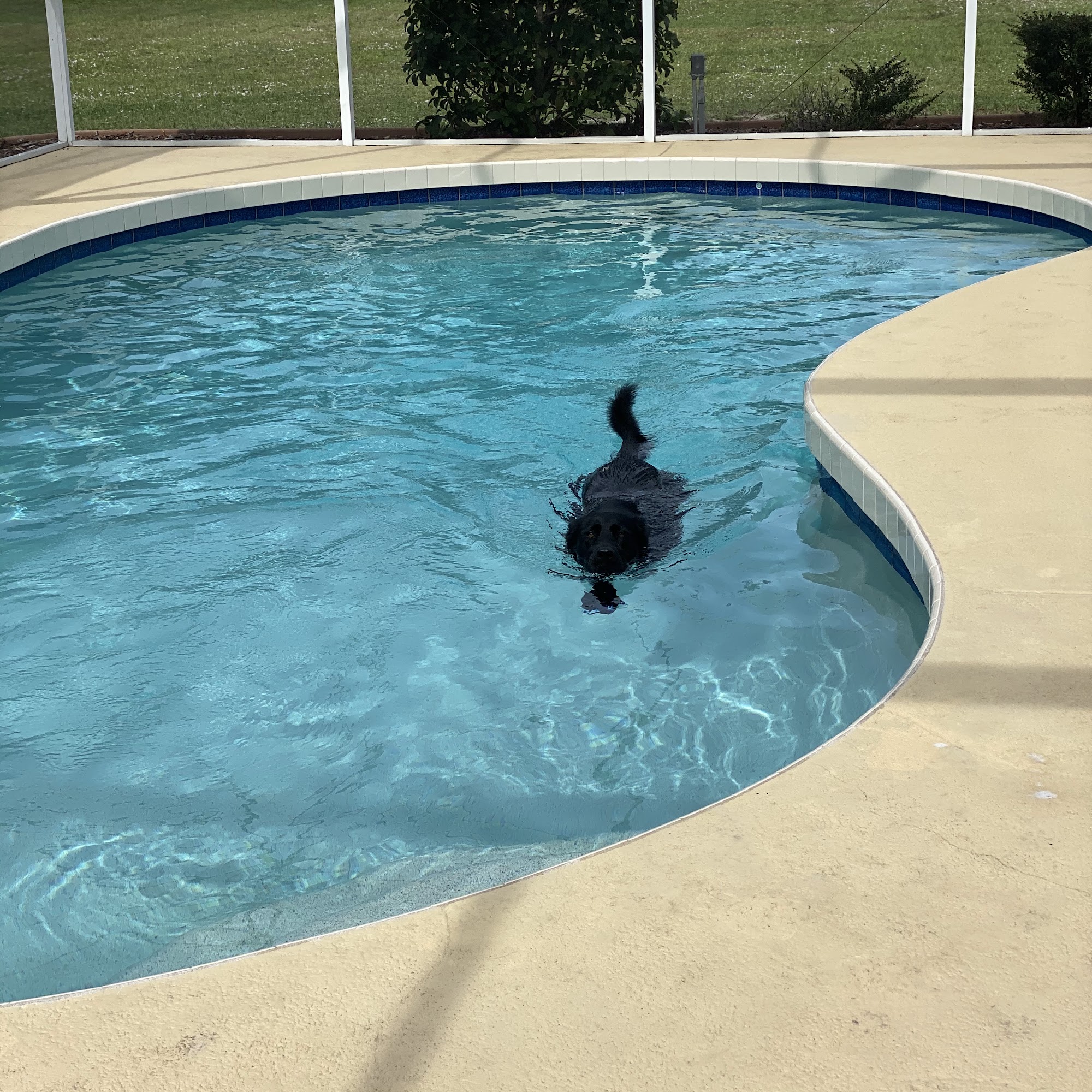 Shiney Day Specialized Pet Care Sarasota