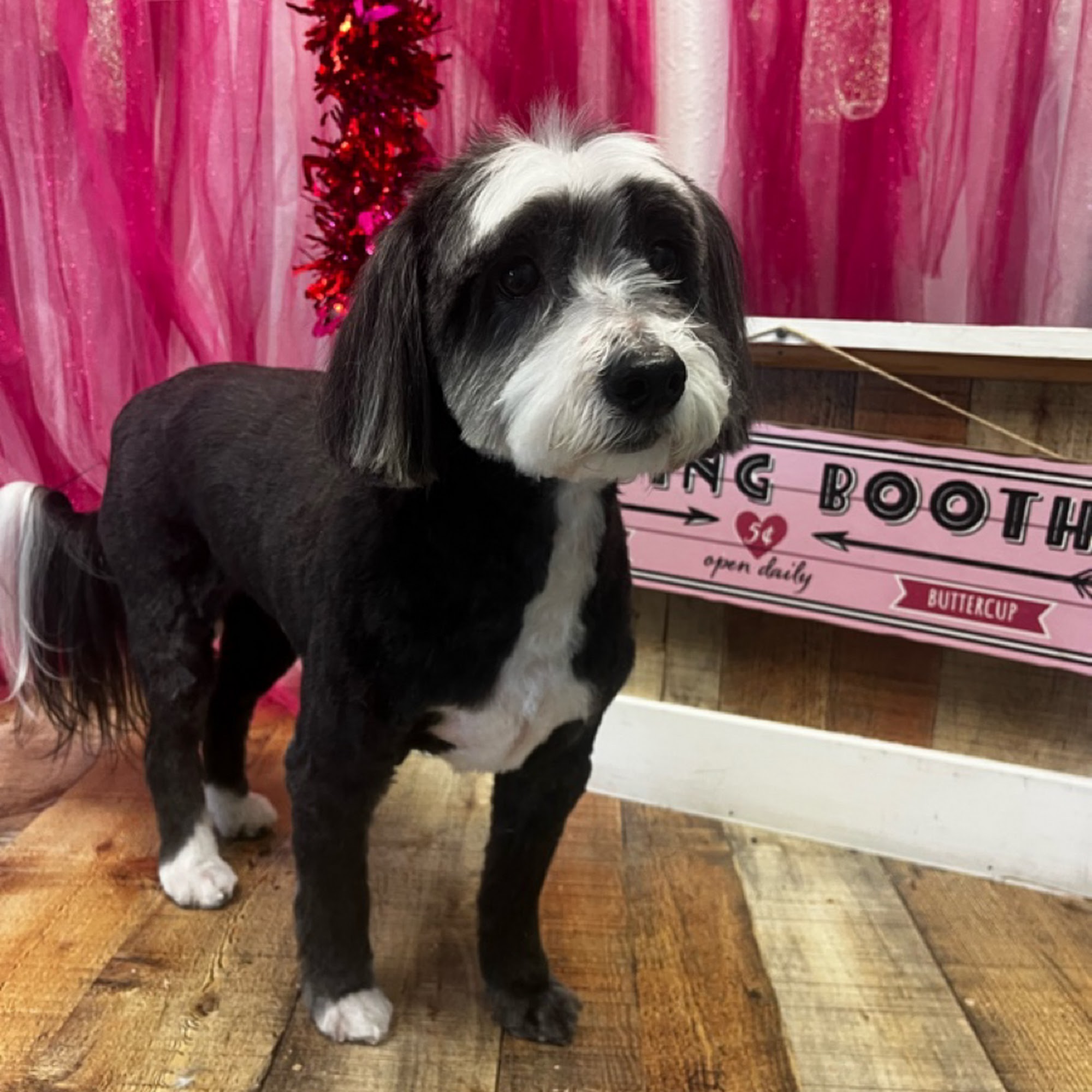 The Sudsy Pup Paw Spa Sarasota