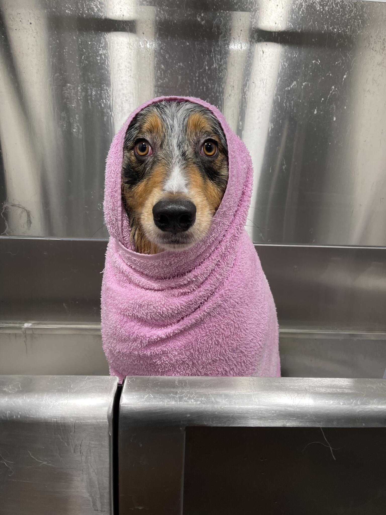 ALFONSO’S DOG MOBILE GROOMING Sarasota