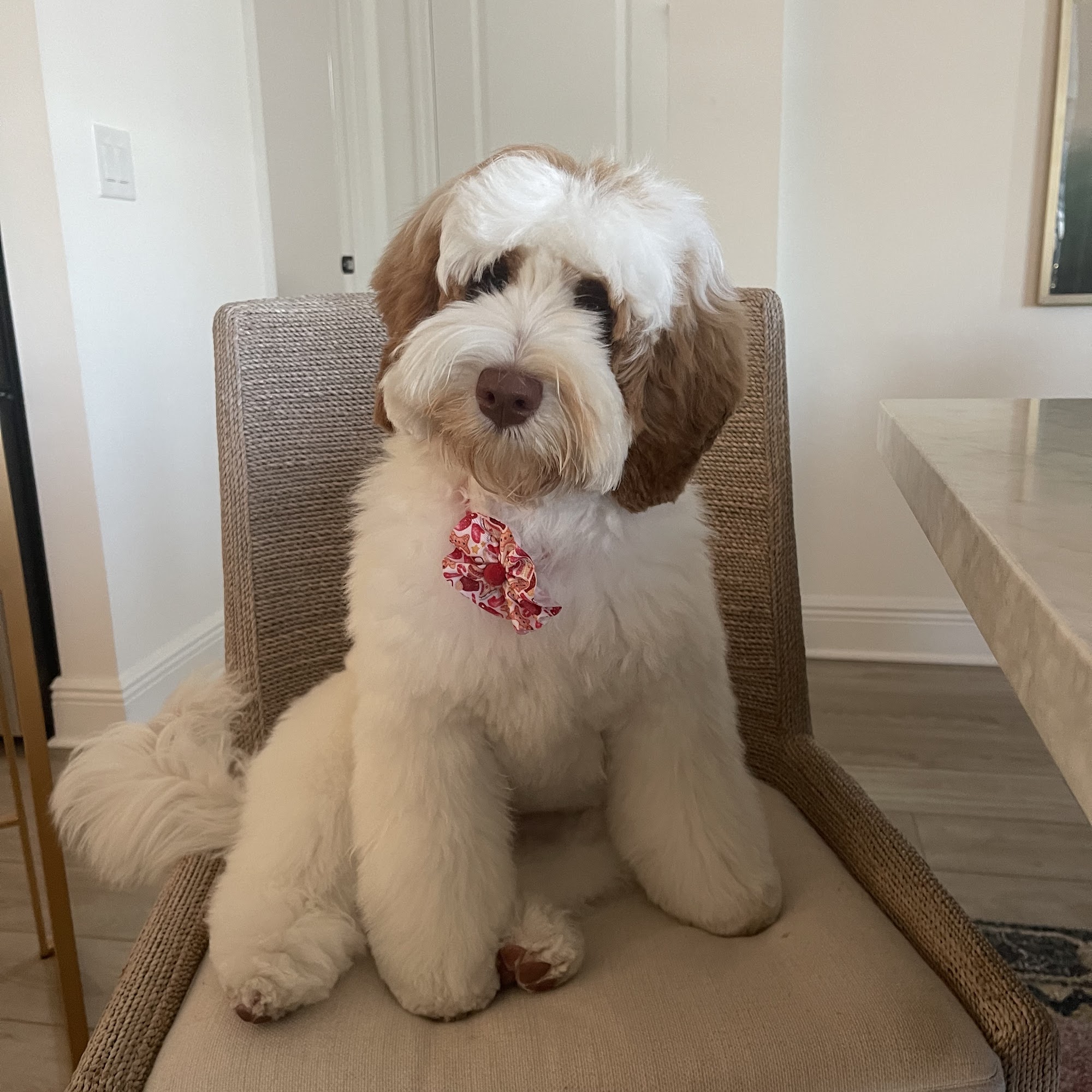 Seaside Paw Spa Sarasota