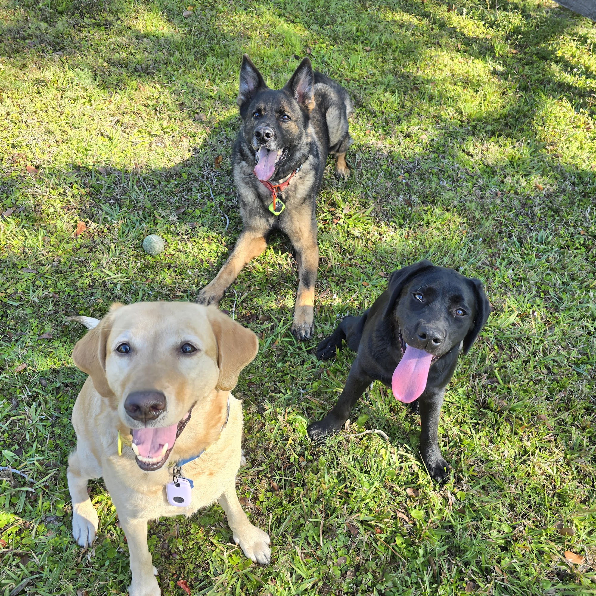 All Ears Training Sarasota