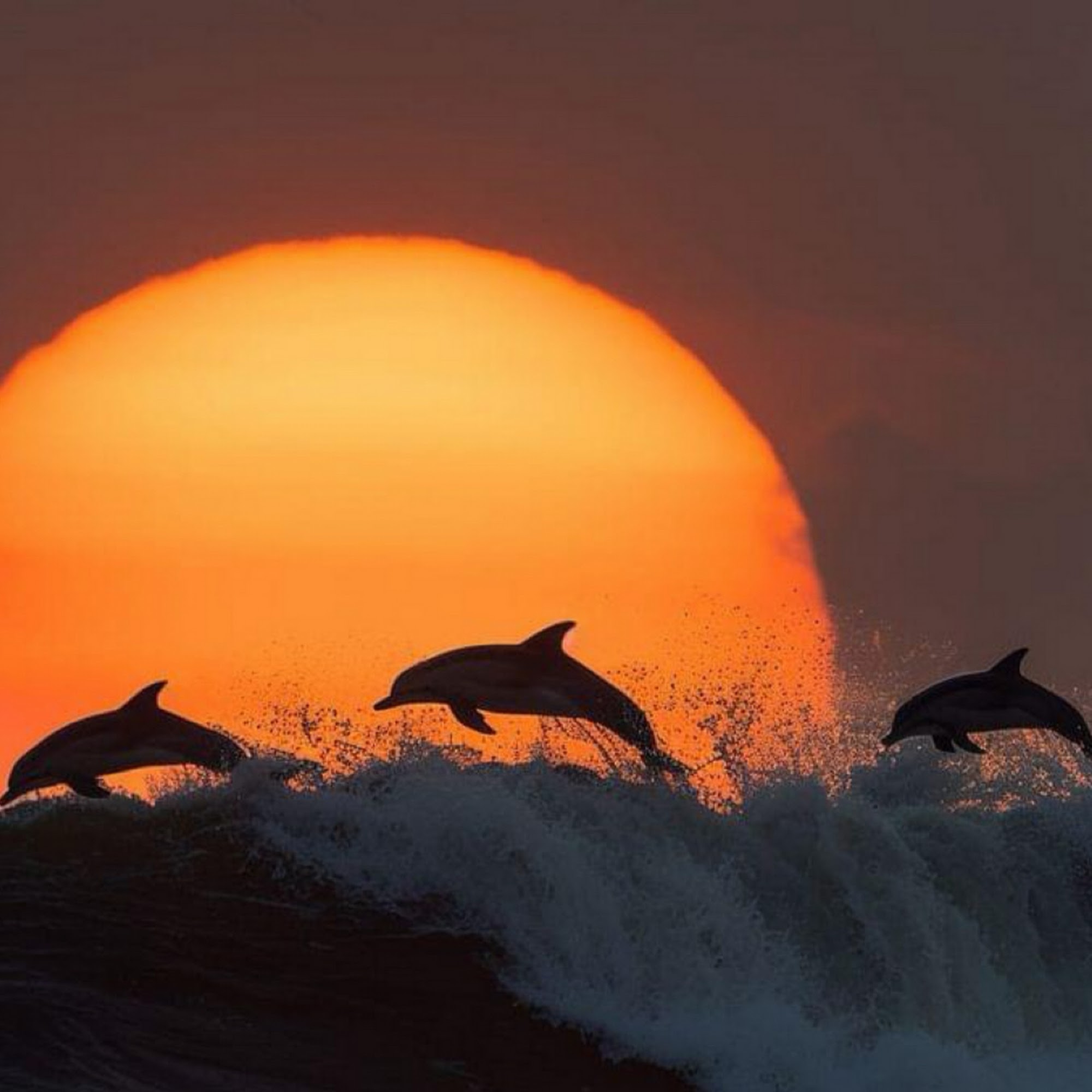 Family Massage Spa 230 N Lime Ave, Sarasota Florida 34237