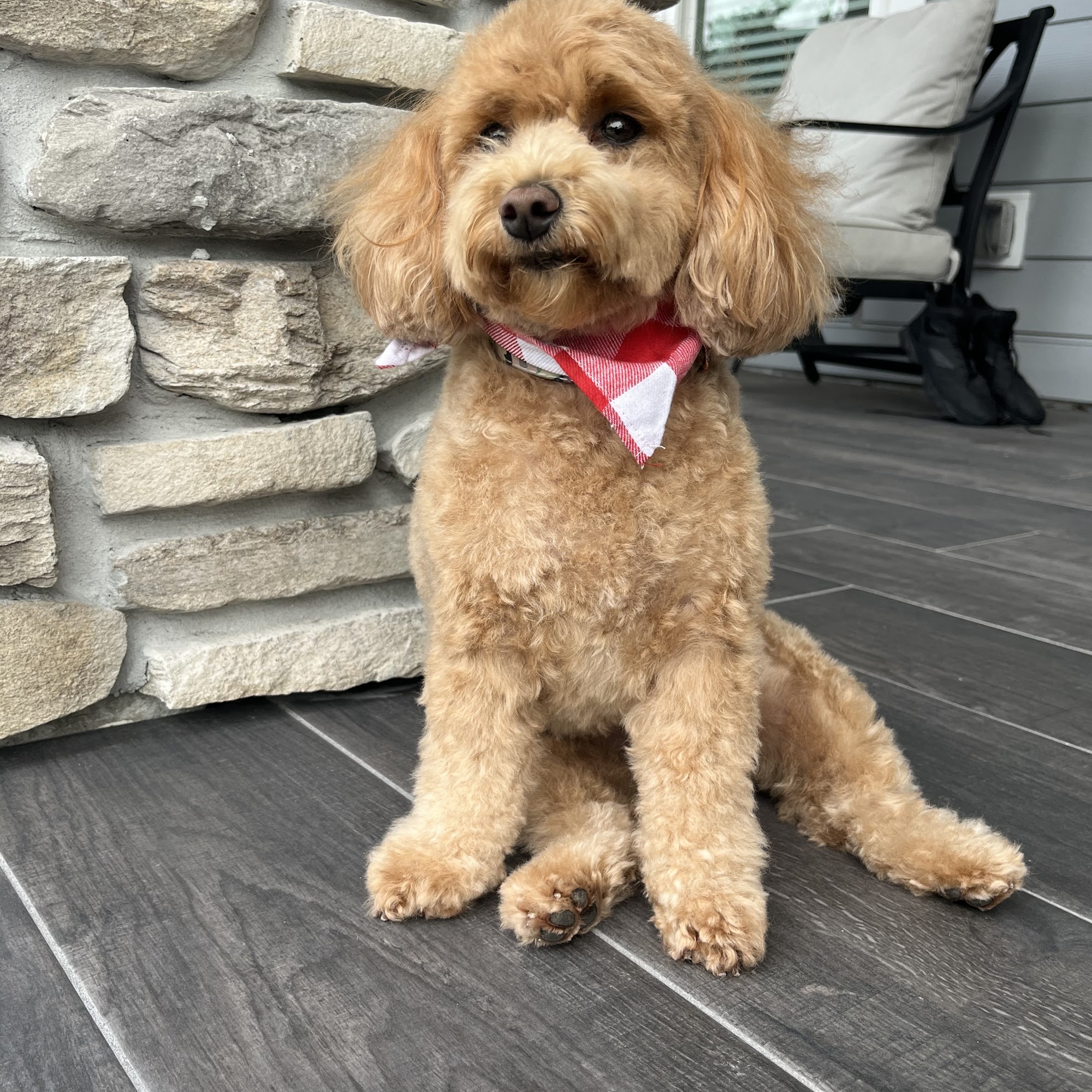 Doggies and Daffodils 3679 Walden Pond Dr, Sarasota Florida 34240