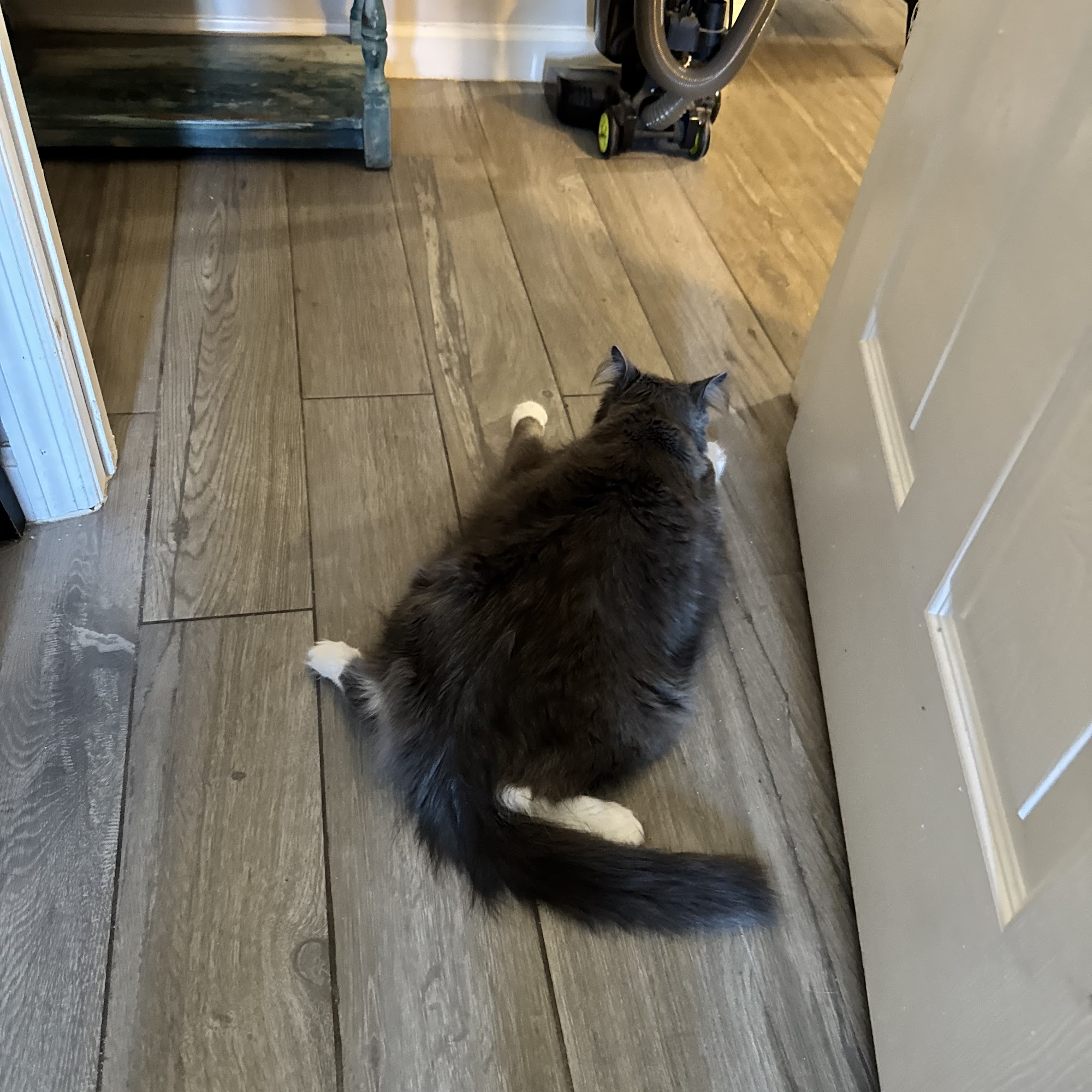 Aloha Pet & Bird Hospital Satellite Beach