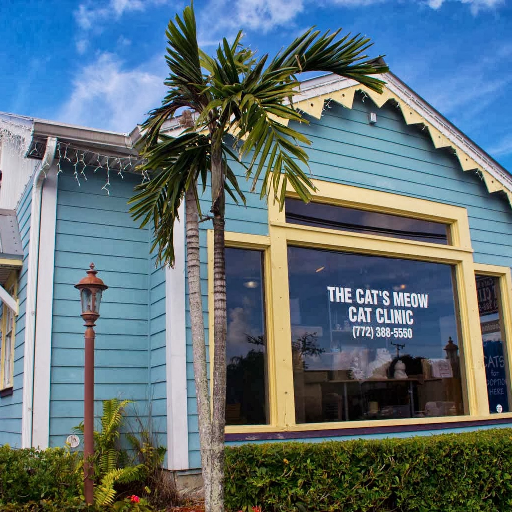 The Cat's Meow Cat Clinic Sebastian