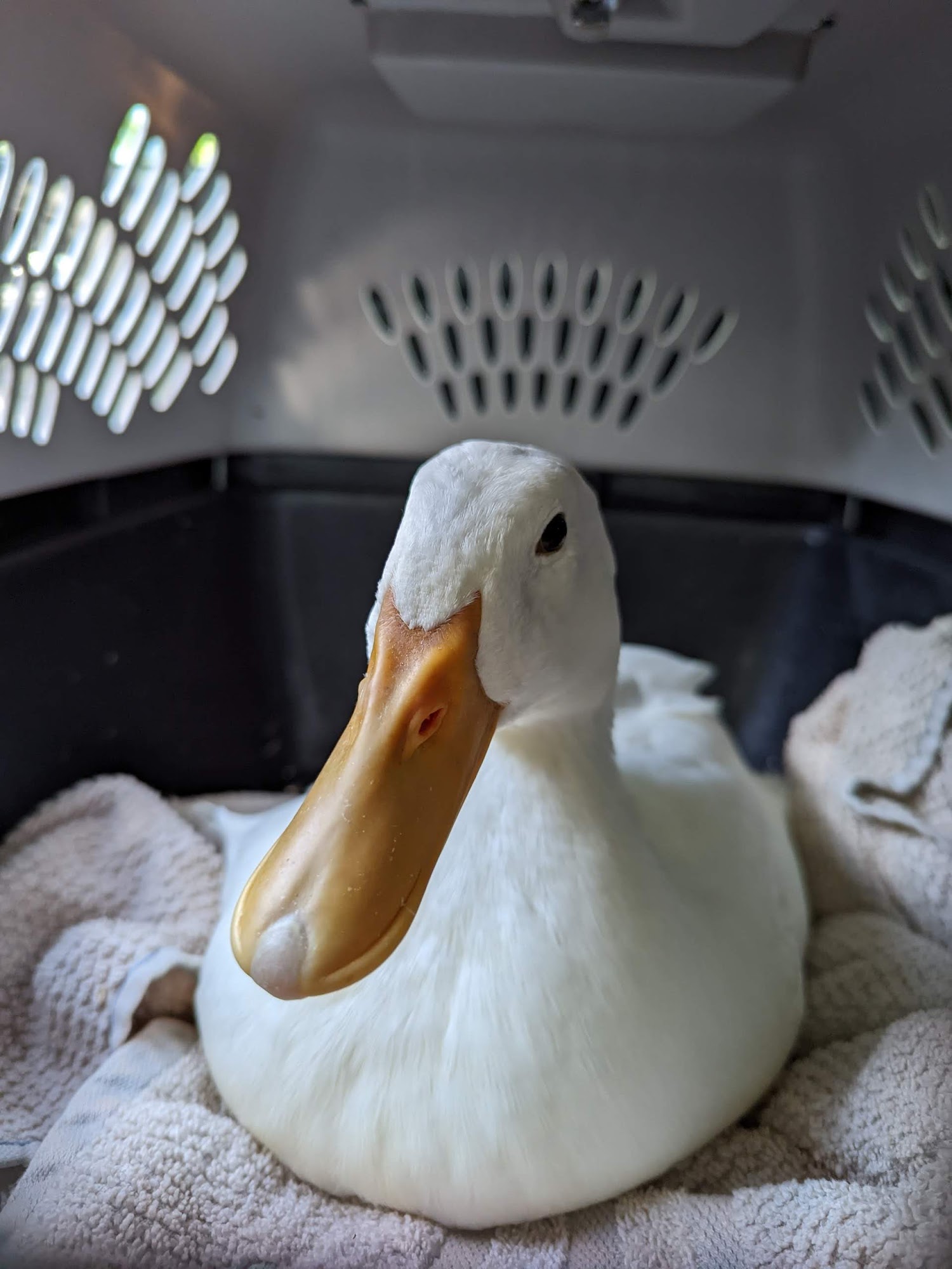 Sebastian Animal and Bird Hospital Sebastian