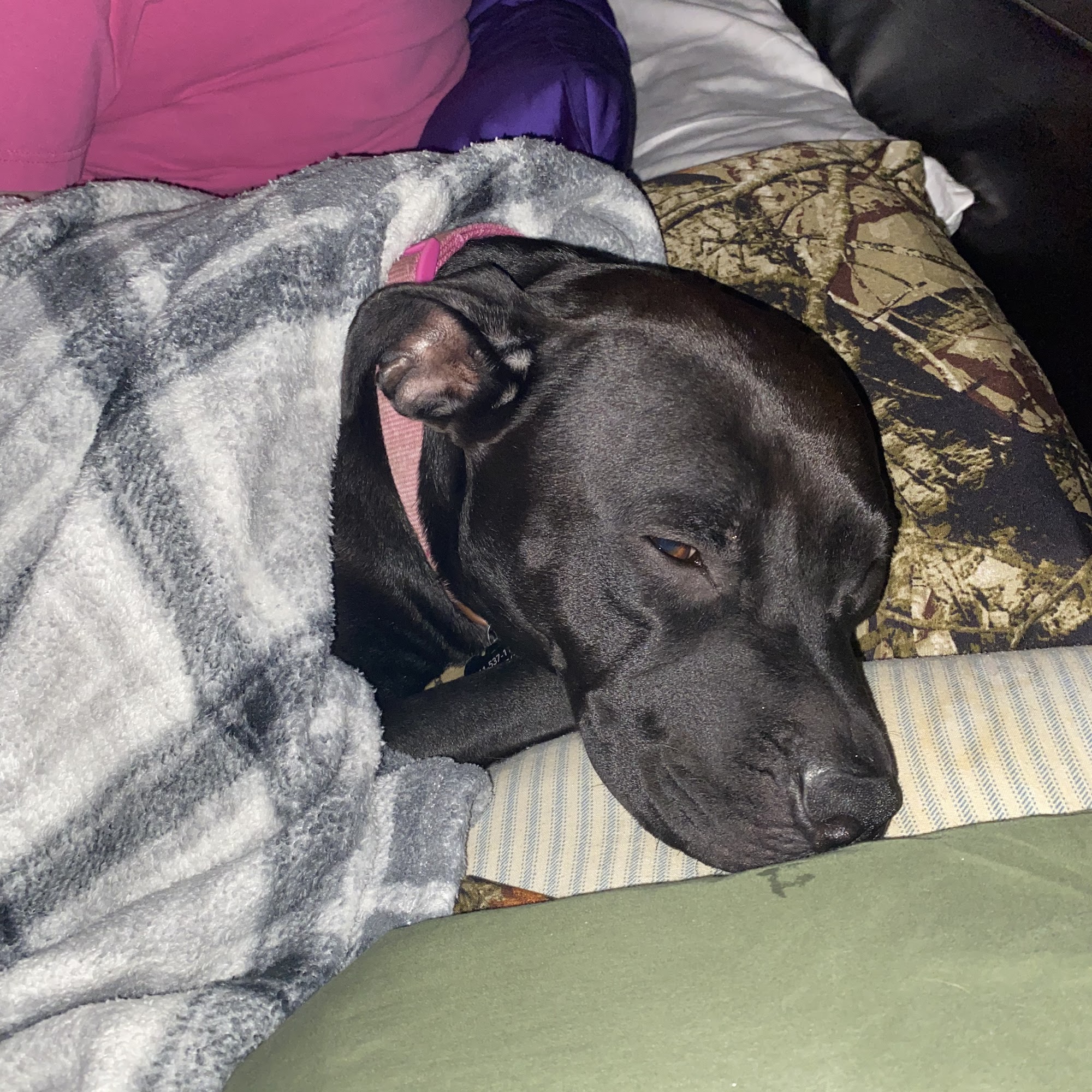 Hometown Pet Care Center Sebastian