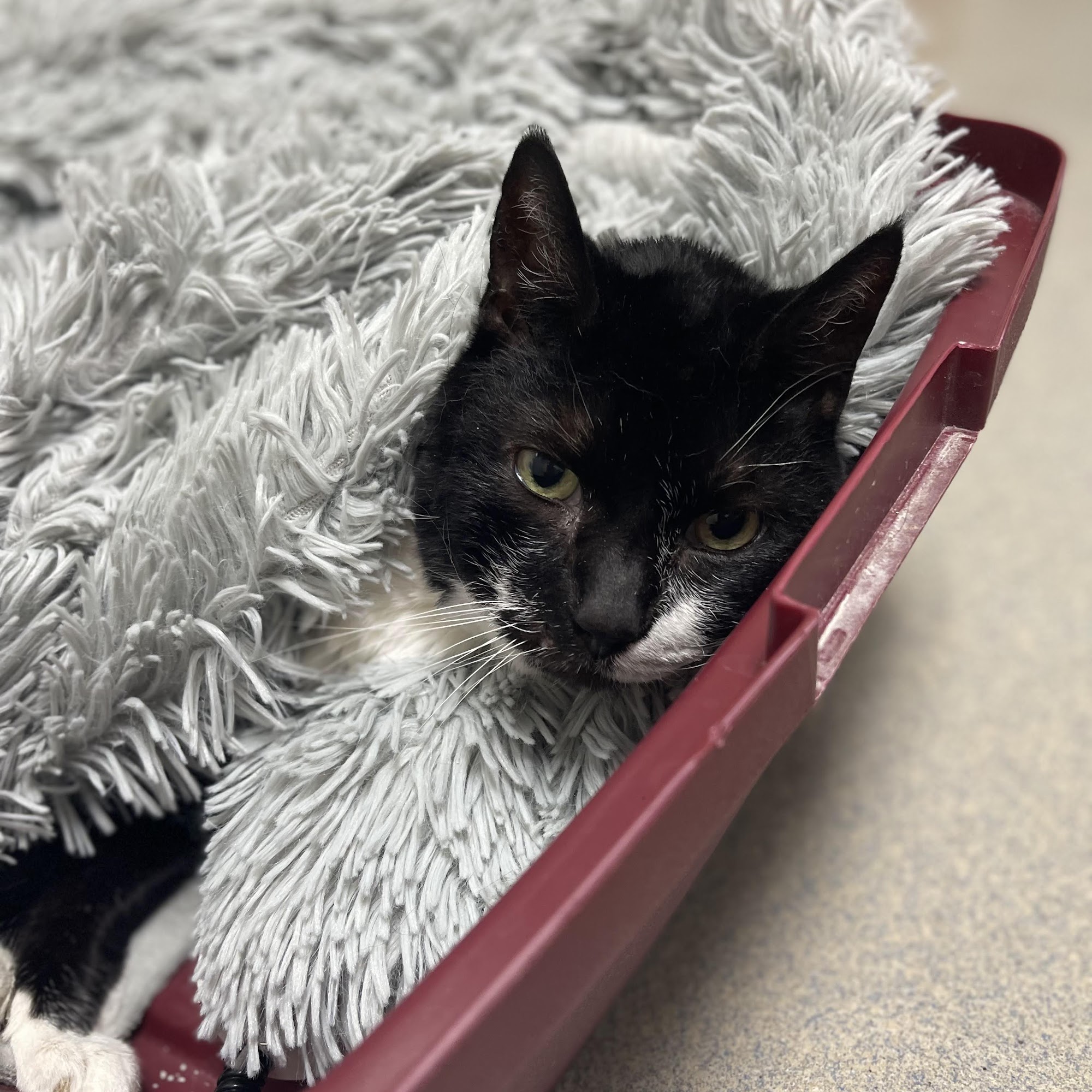 Highlands Animal Hospital Sebastian