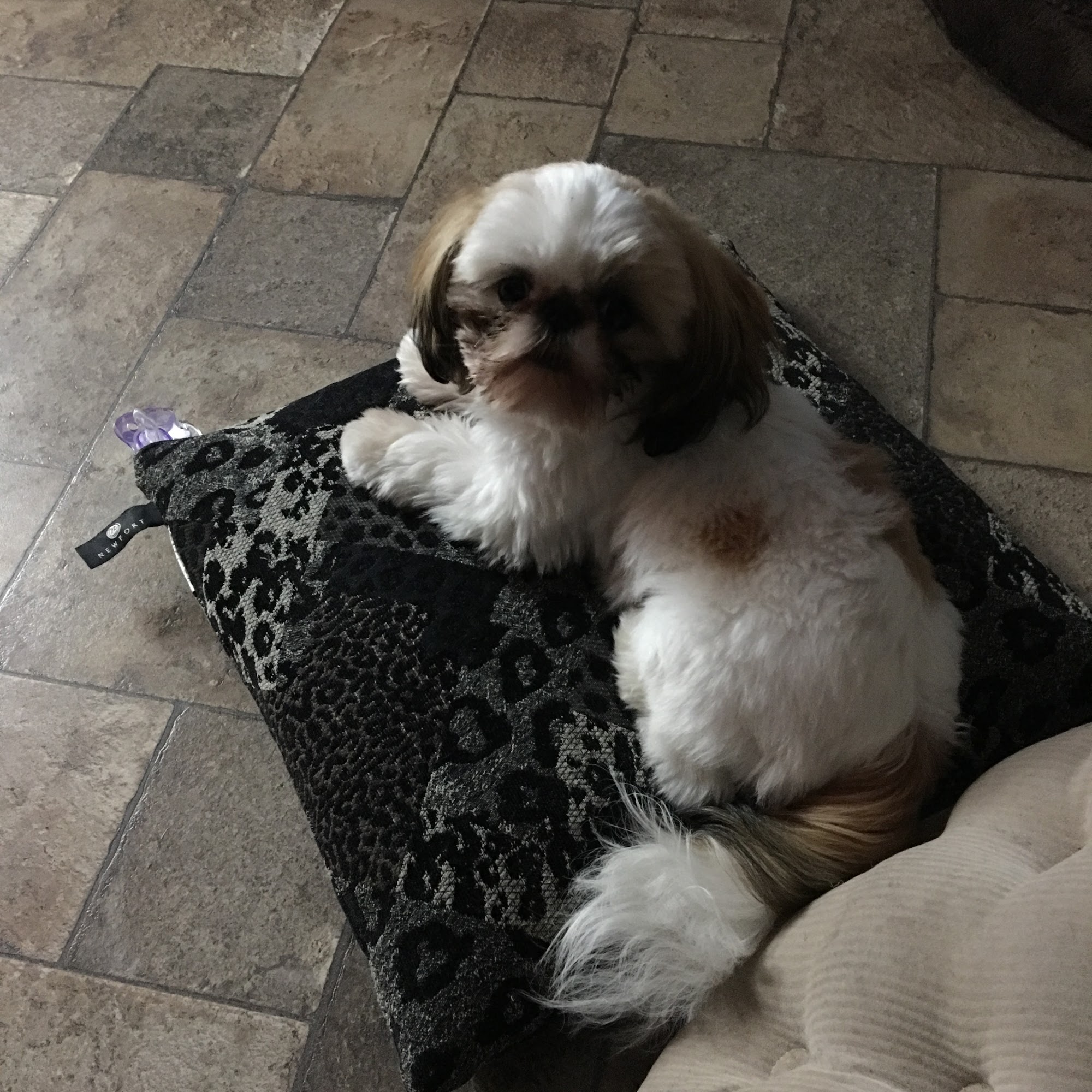 Jeffrey Slade, DVM Sebastian