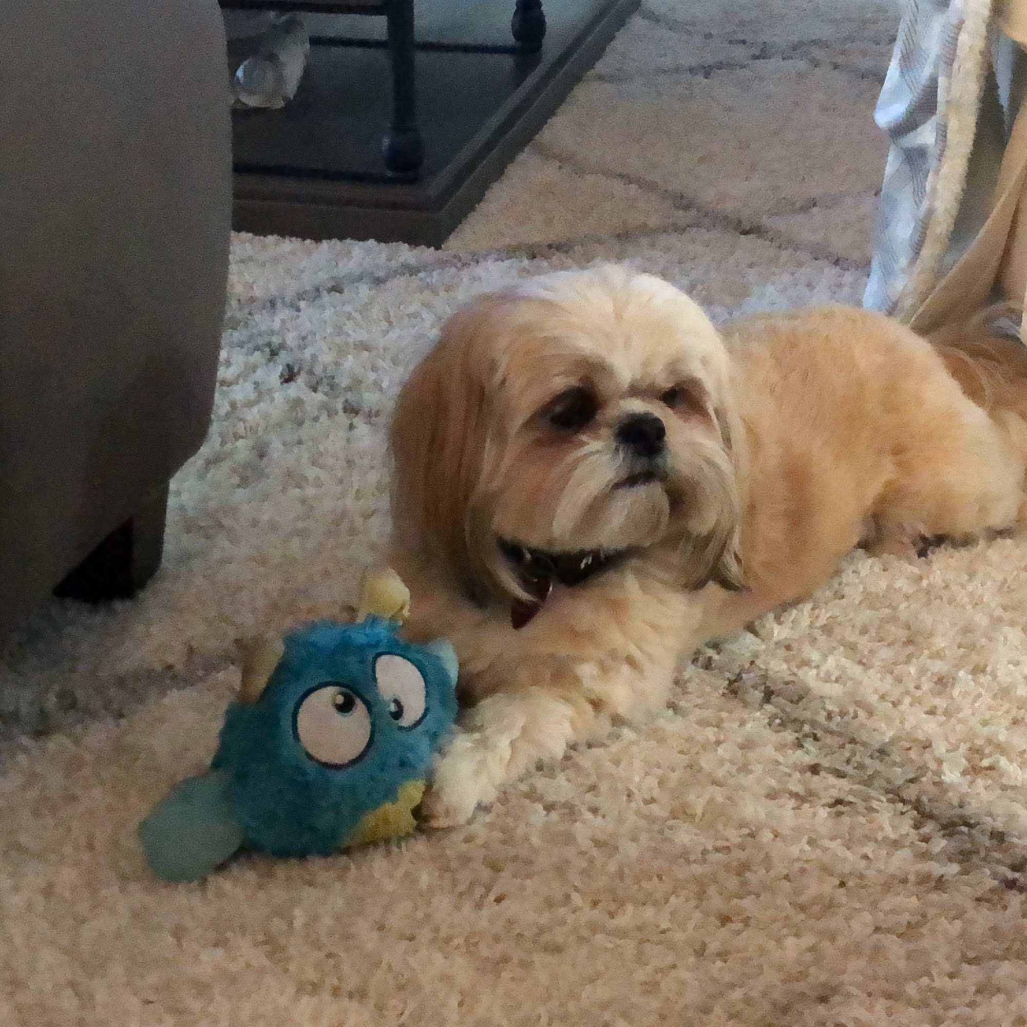 Jernigan William H DVM Sebring