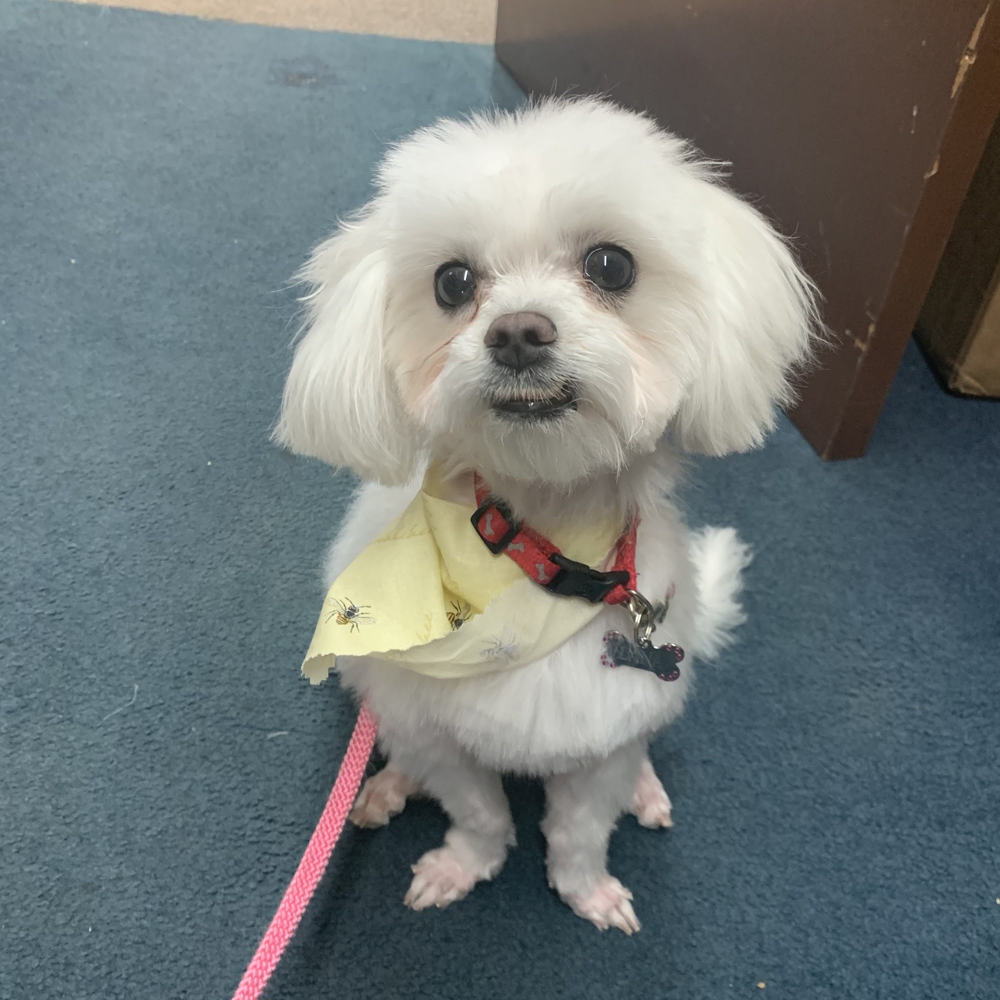 Love Ona' Leash Grooming Sebring