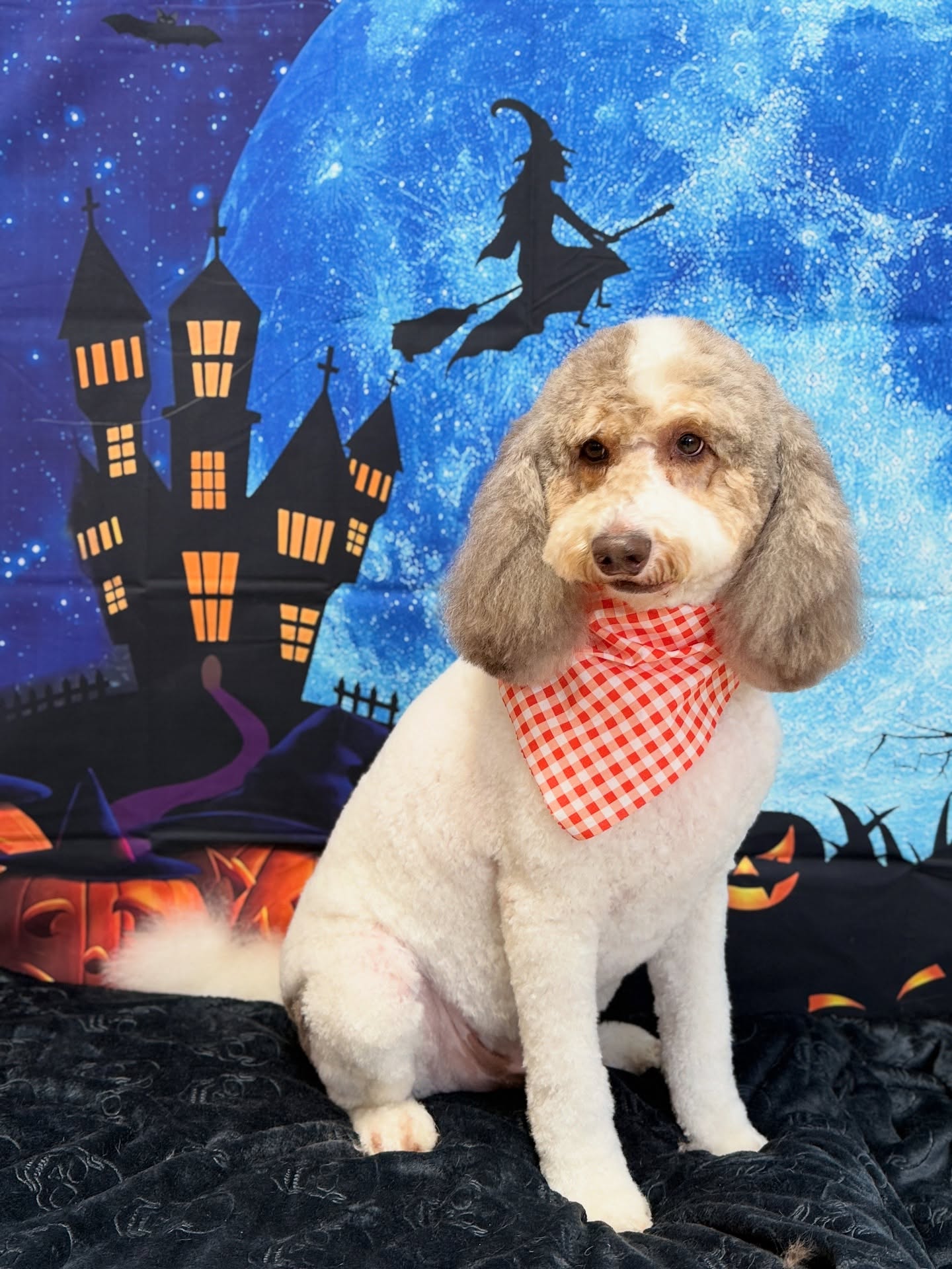 Diamond Dog Pet Spa Seffner