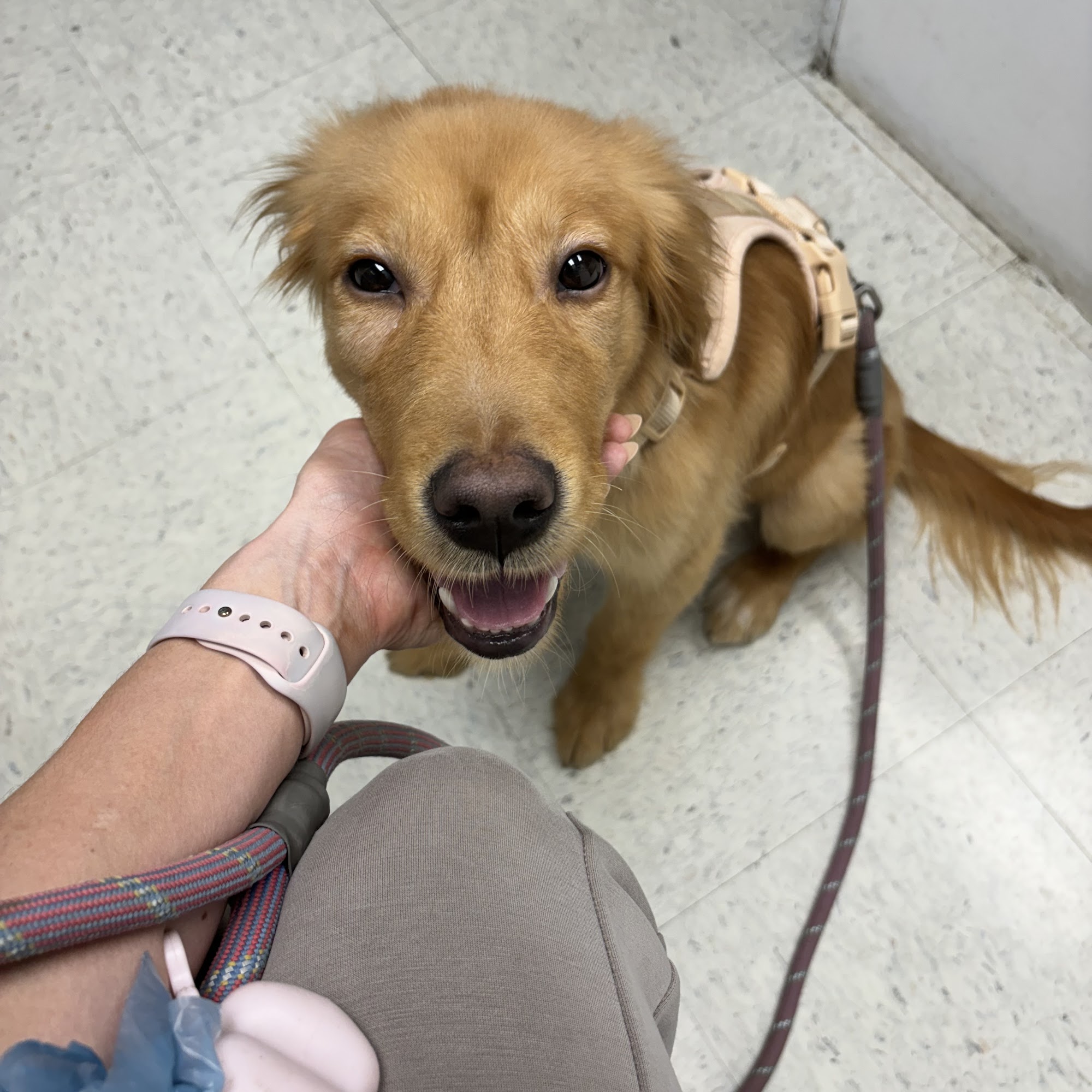 Animal Hospital of Seminole, A Thrive Pet Healthcare Partner Seminole