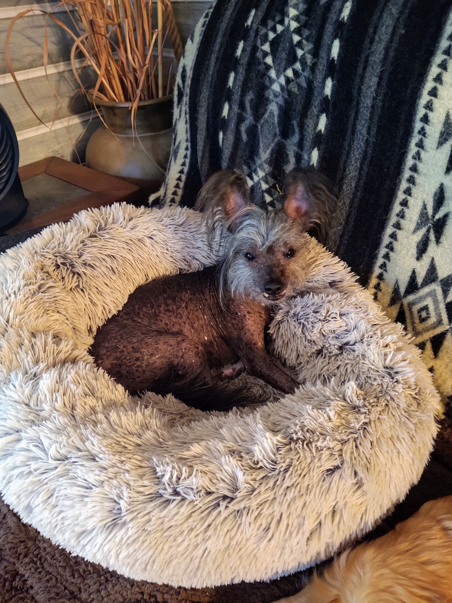 Forest Veterinary Clinic Silver Springs