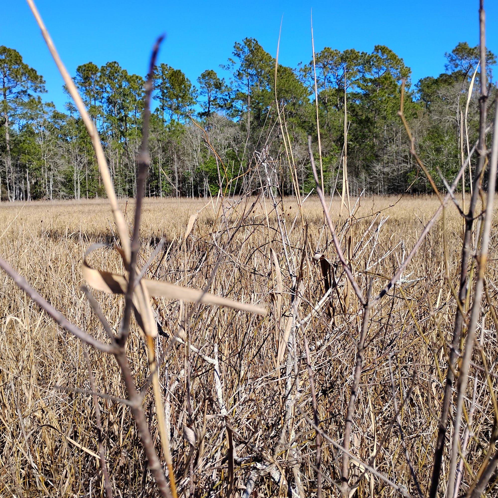 Dragon Backbone Silver Springs