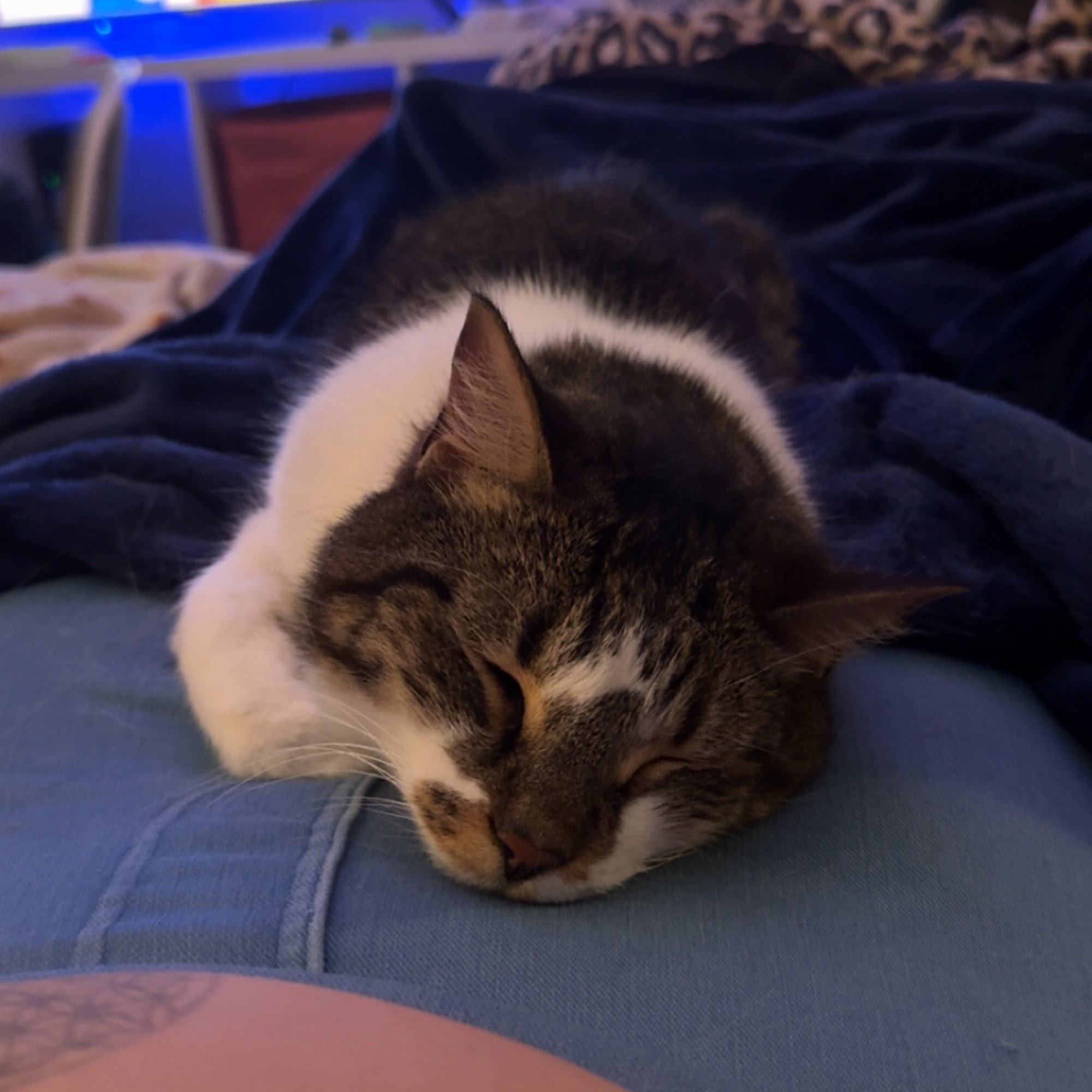 Veterinary Emergency Center South Daytona