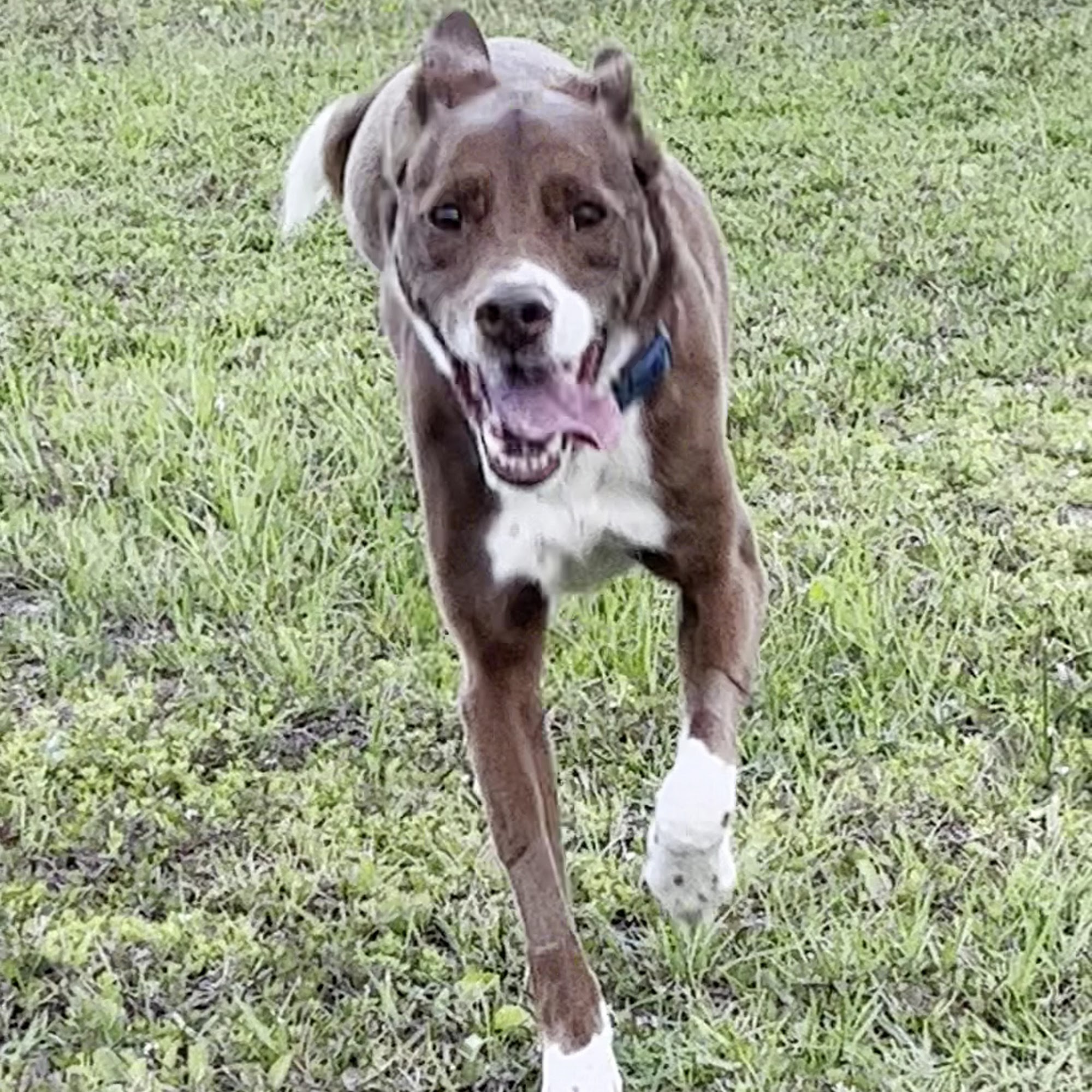 Allied Veterinary Specialists South Daytona